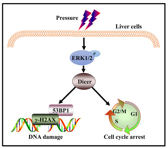 Pressure Loading Induces DNA Damage in Human Hepatocyte Line