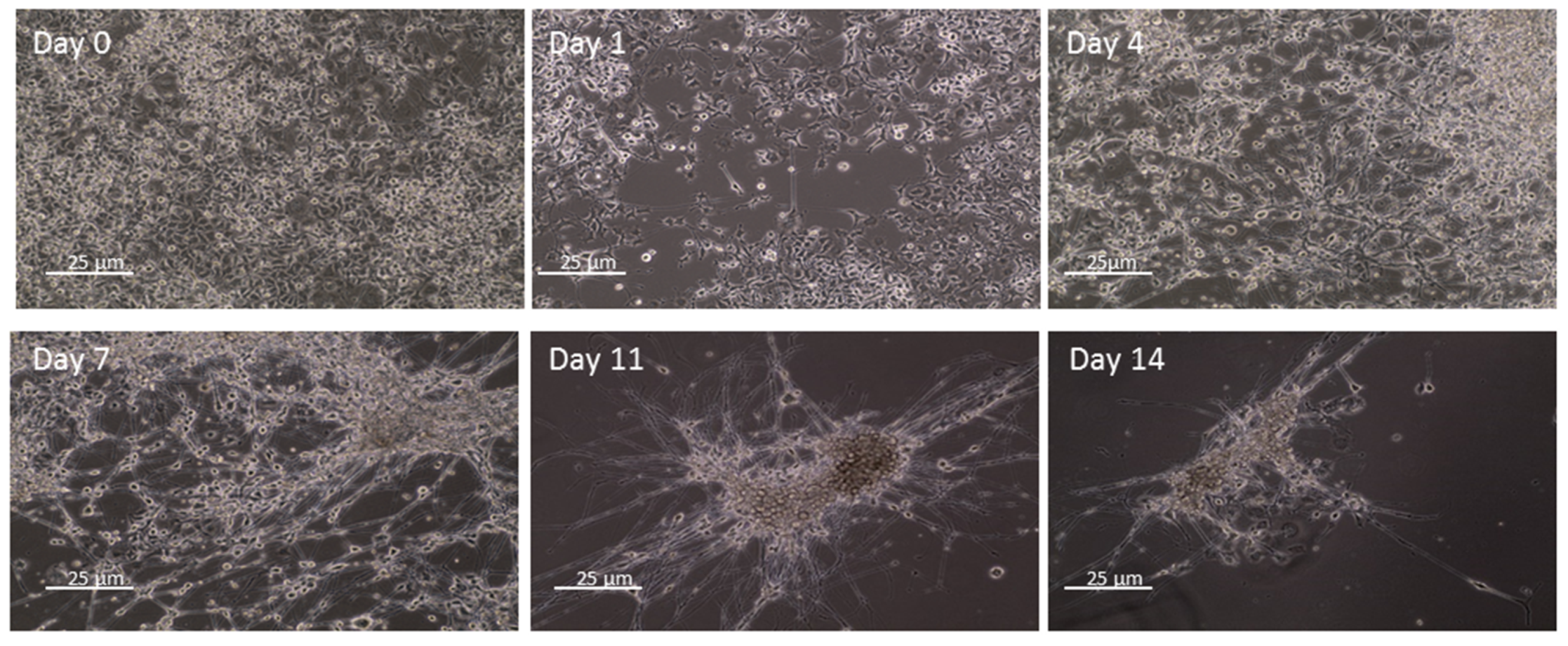 Ijms 23 05344 g004 550