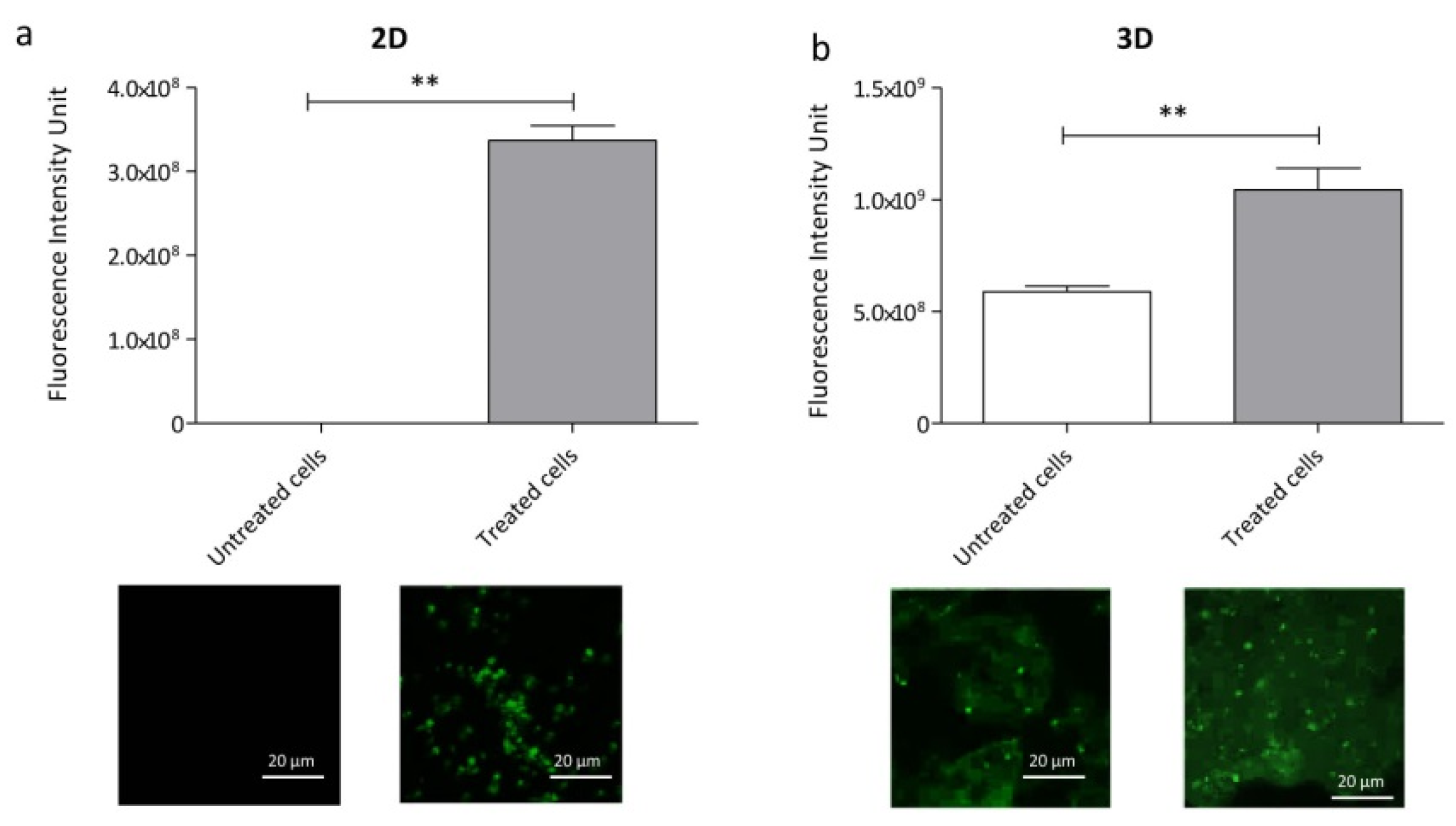 (194)直筆サイン入りELAST iDENTIFICATION NATURE Versatile whole-organ/body staining and imaging based on