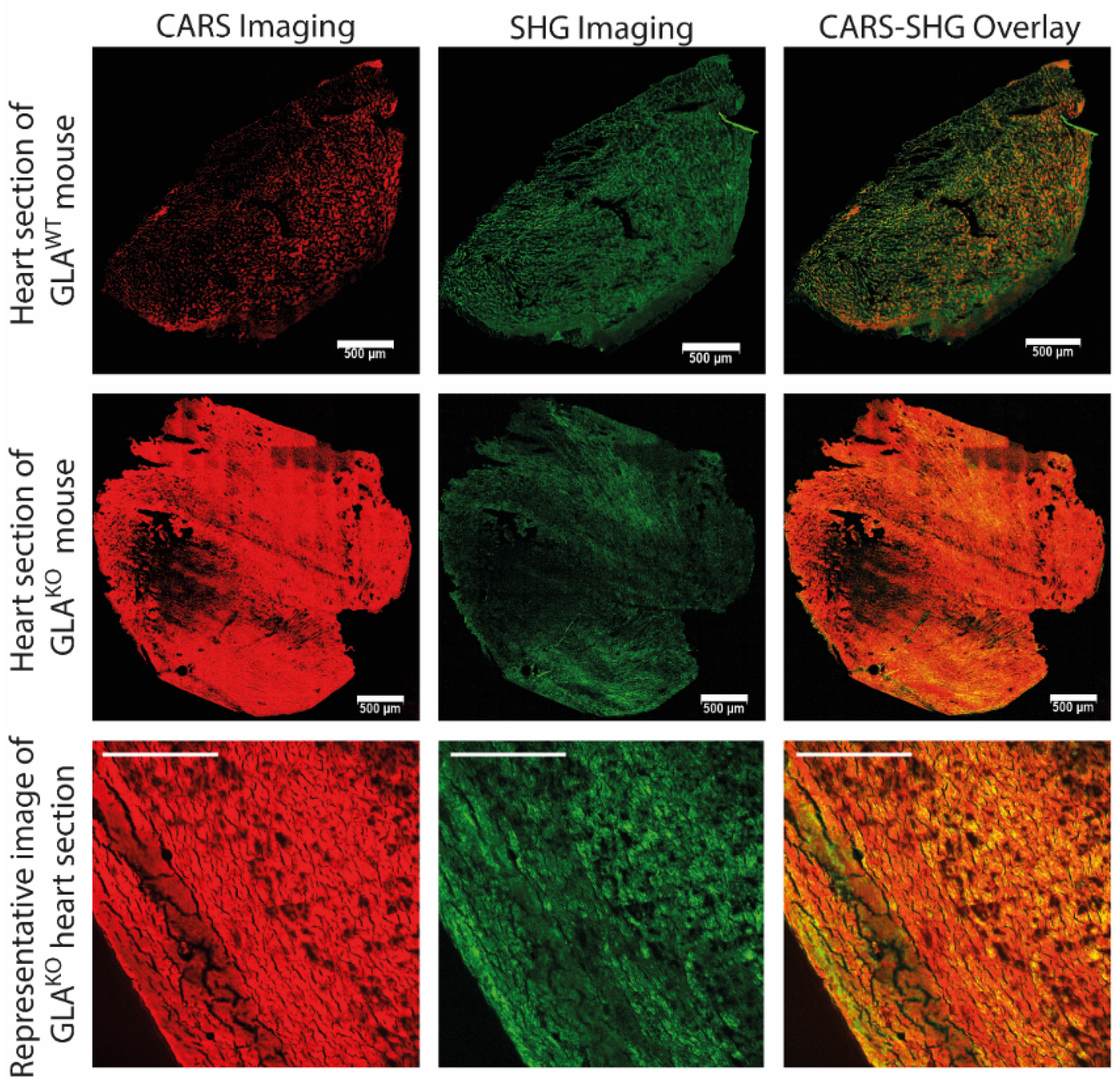 Ijms 23 05345 g002 550