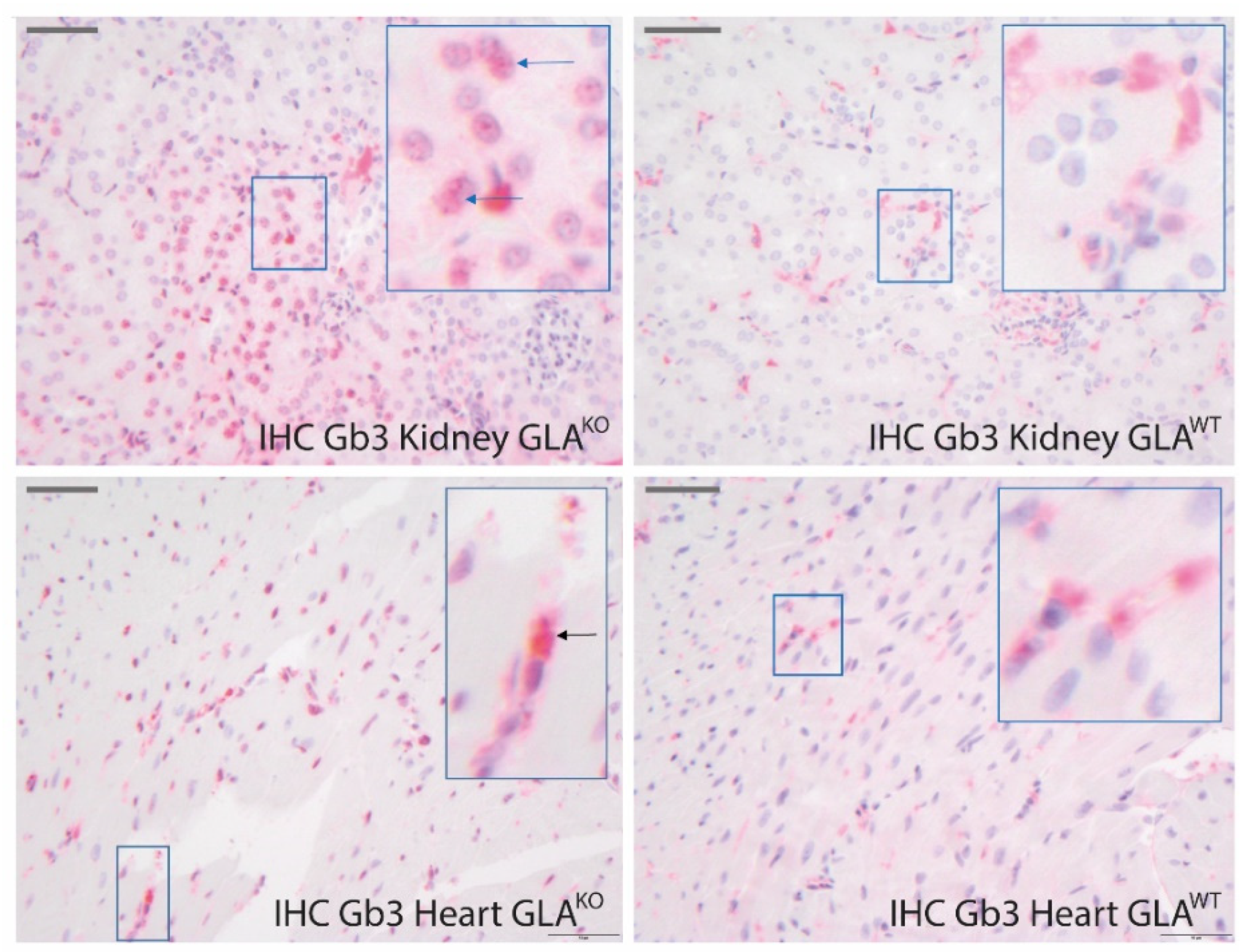 Ijms 23 05345 g005 550