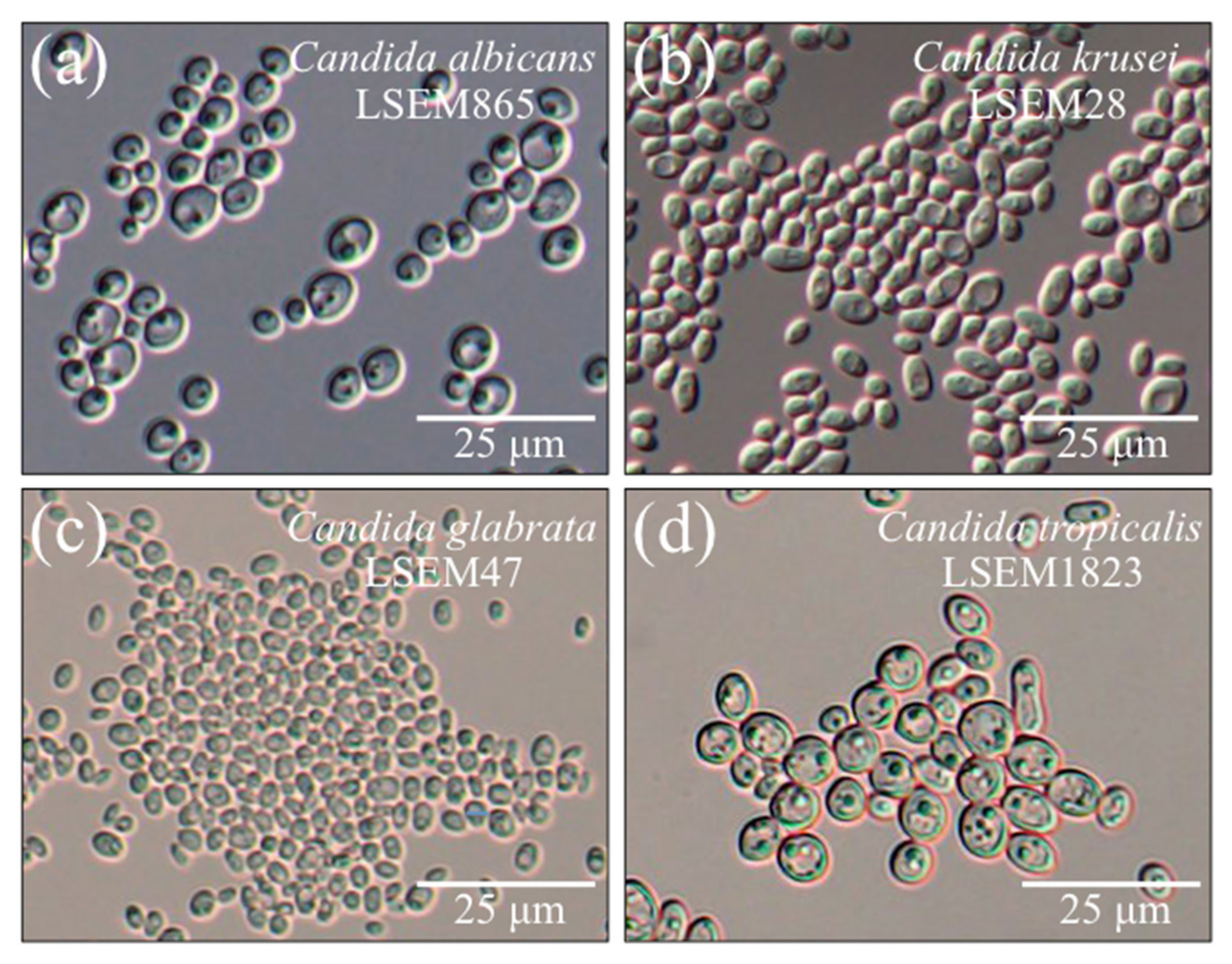 Candida albicans лечение. Candida tropicalis микробиология. Кандида альбиканс микроскопия. Candida albicans, ДНК.