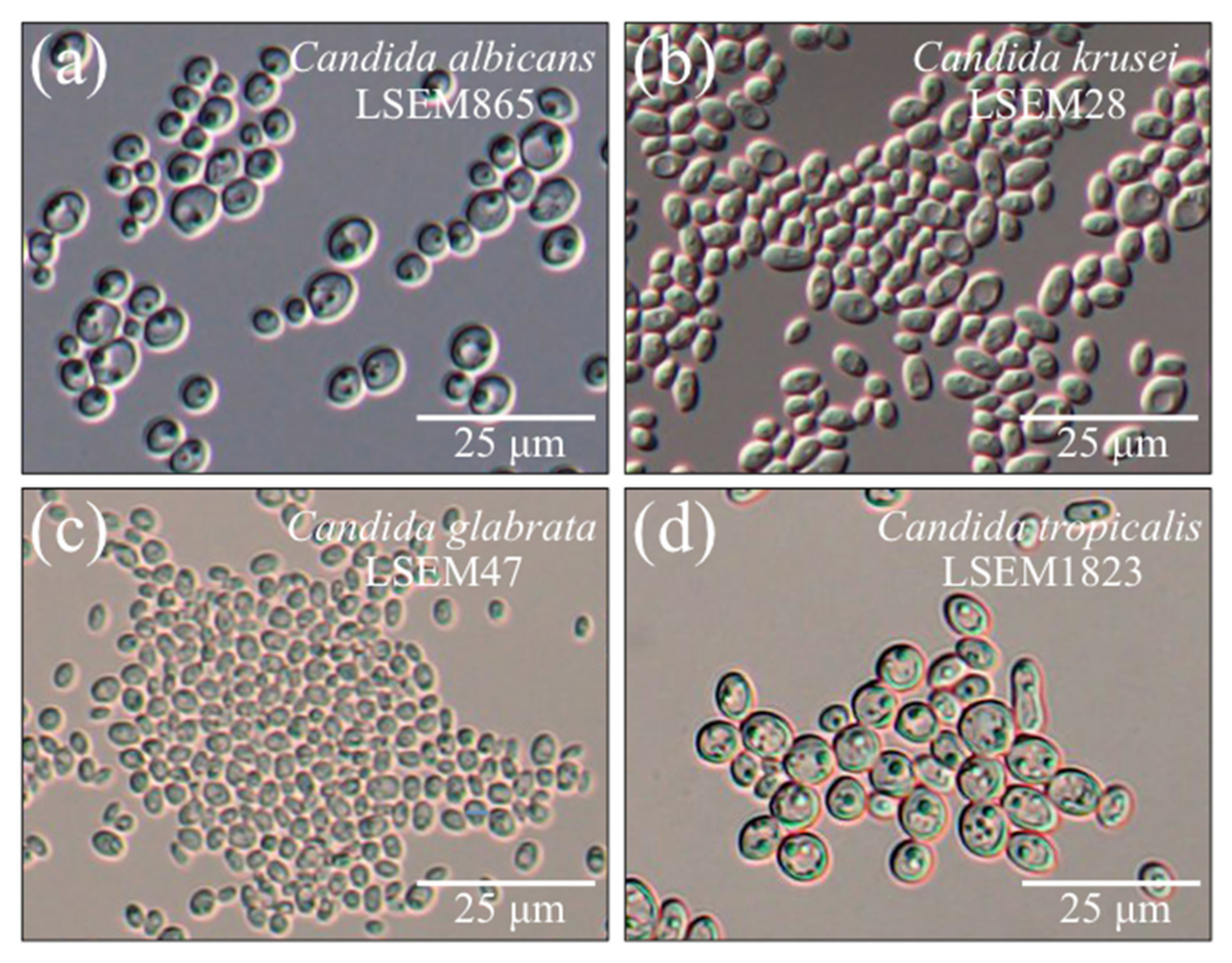 Candida albicans лечение