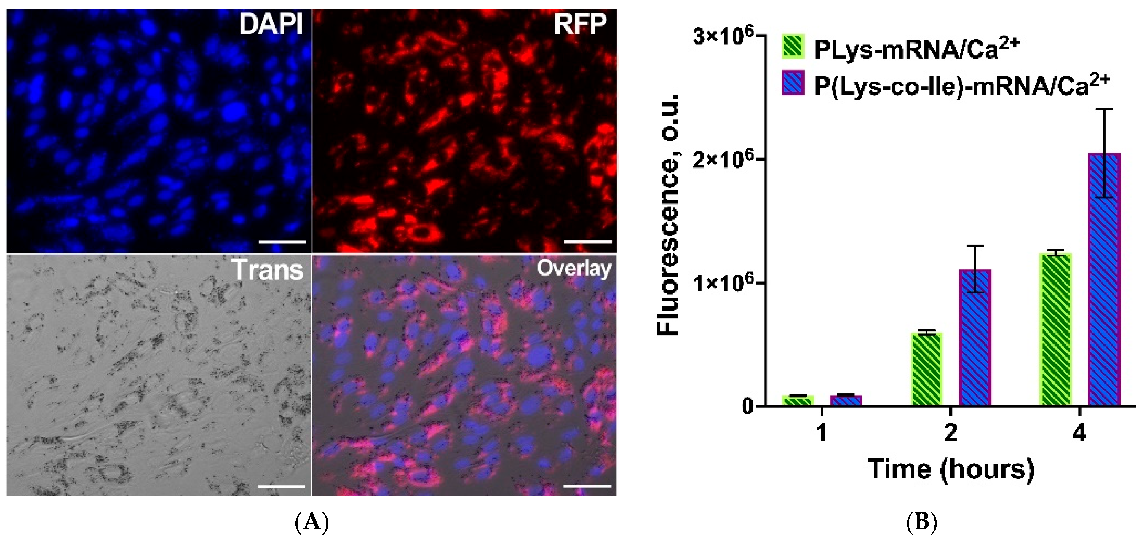 Ijms 23 05363 g010 550