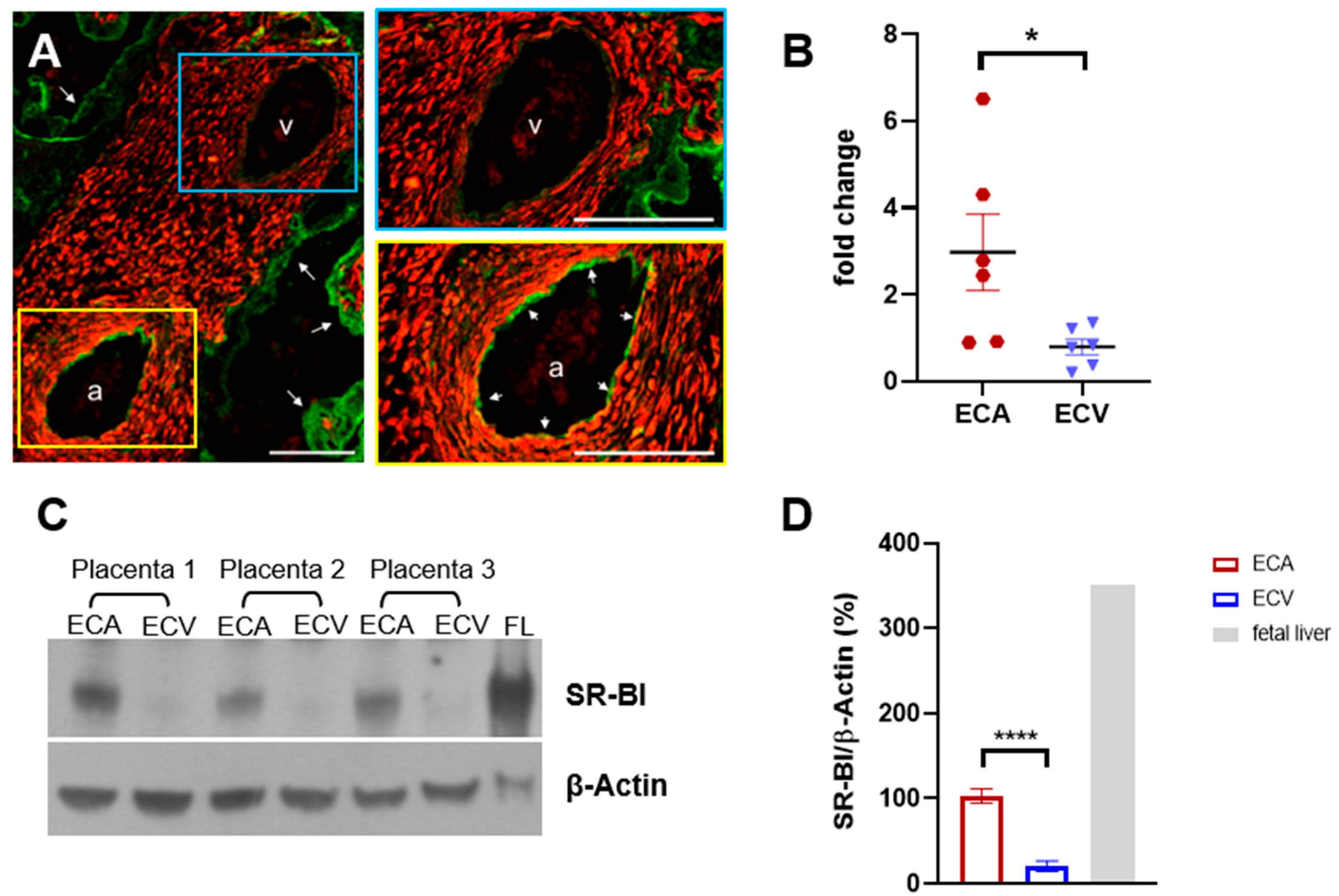 Ijms 23 05364 g001 Ijms 23 05364 g001