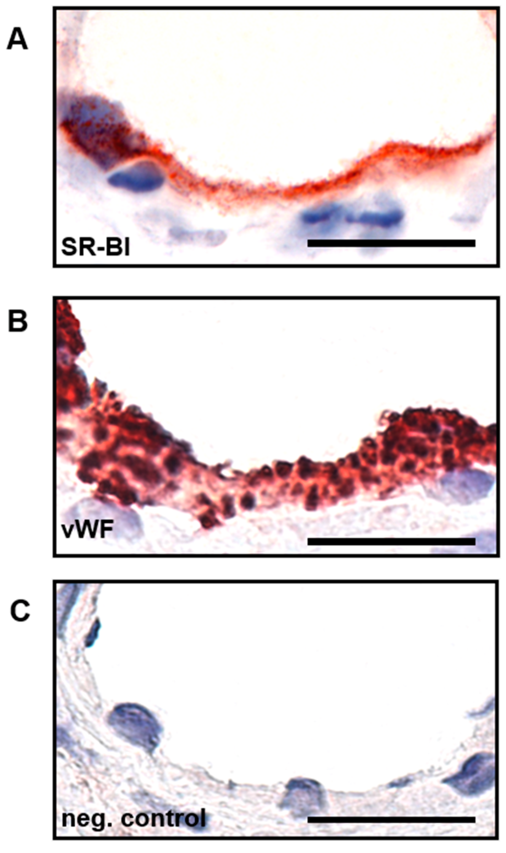 Ijms 23 05364 g002 Ijms 23 05364 g002
