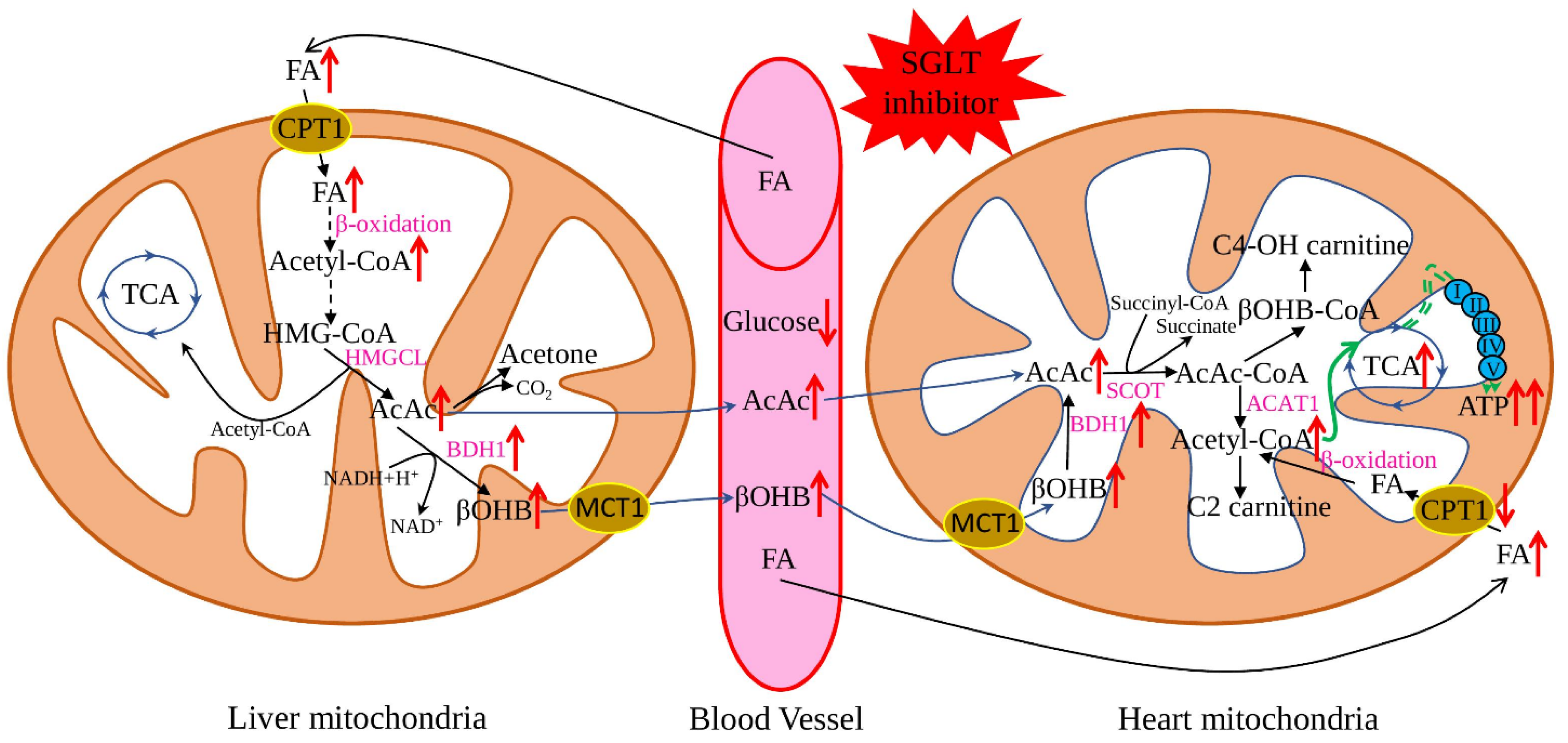 Ijms 23 05371 g001 550