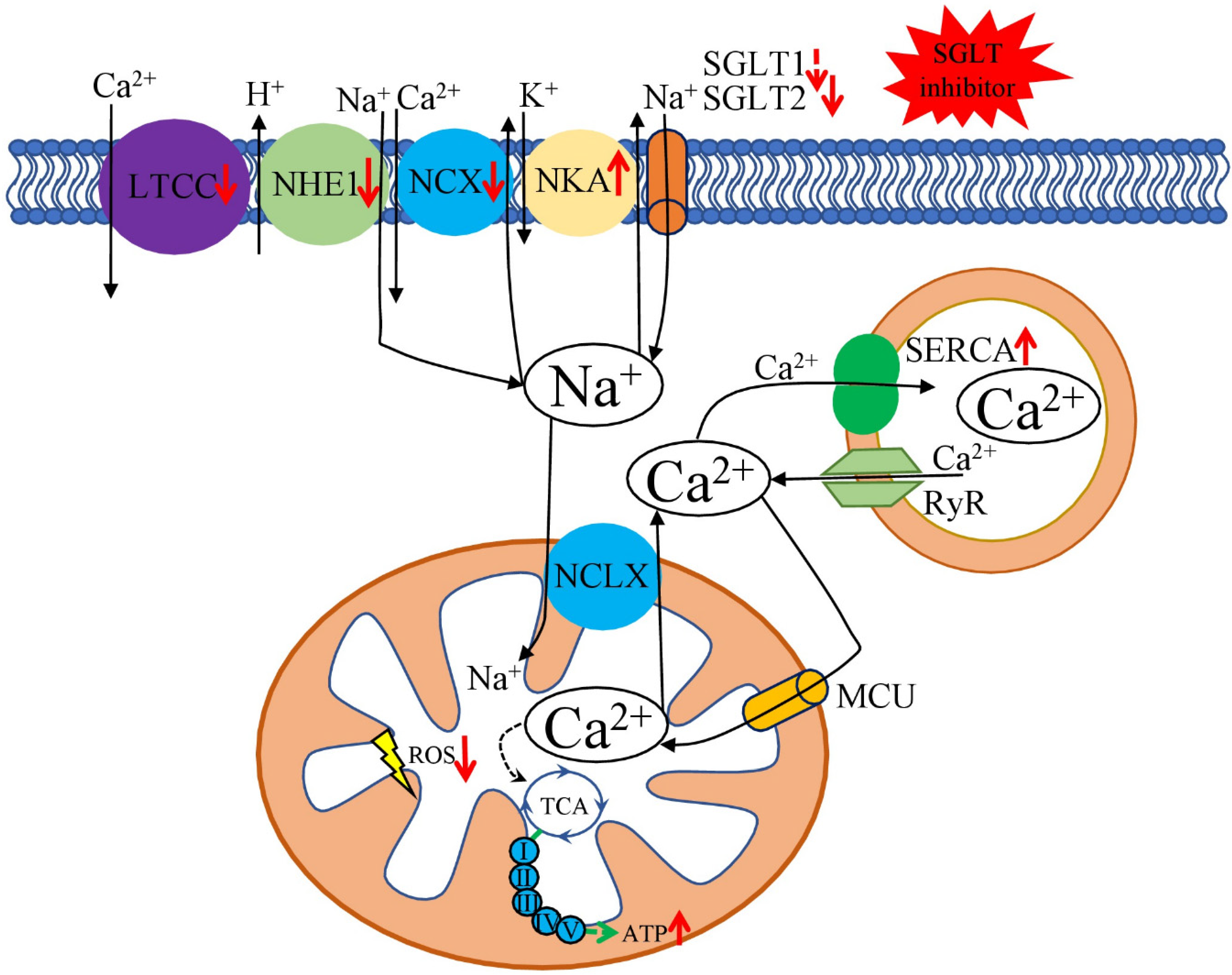 Ijms 23 05371 g002 550