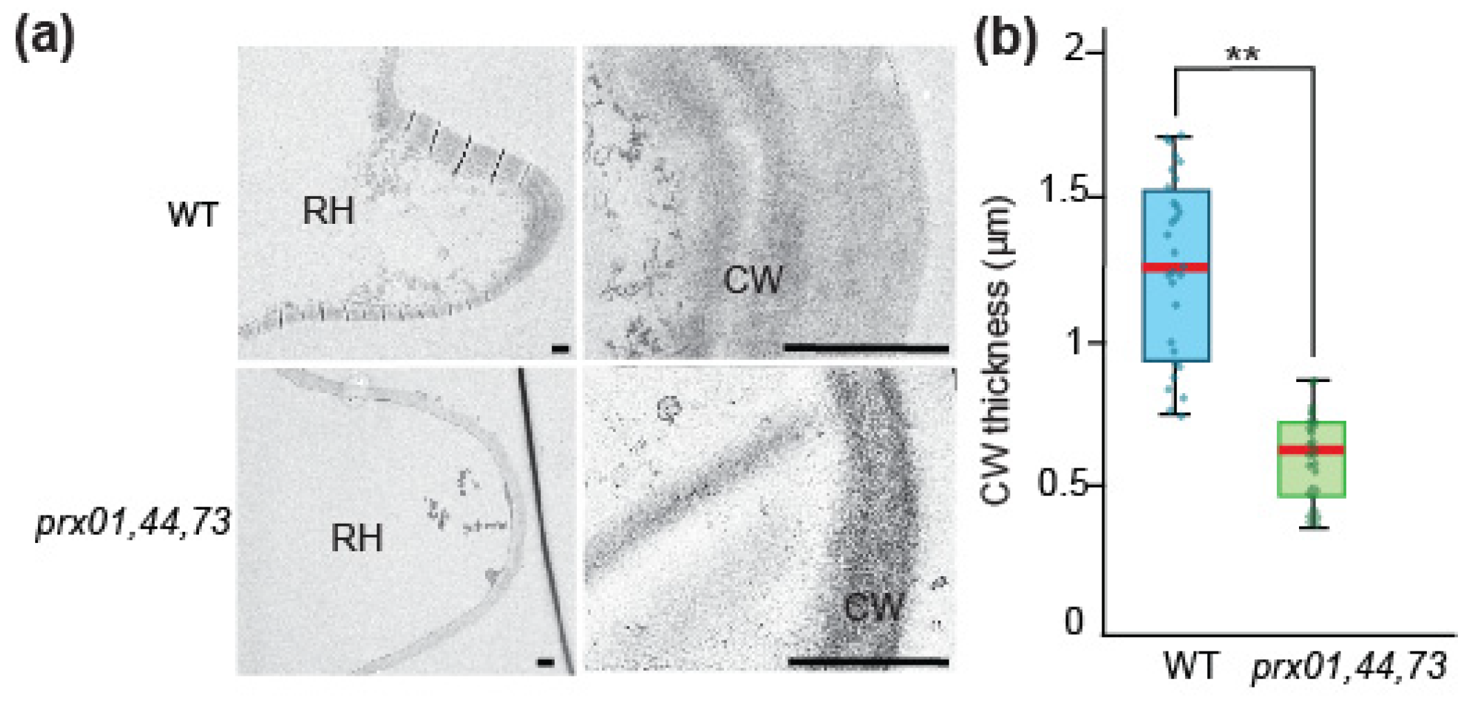 Ijms 23 05375 g003 550