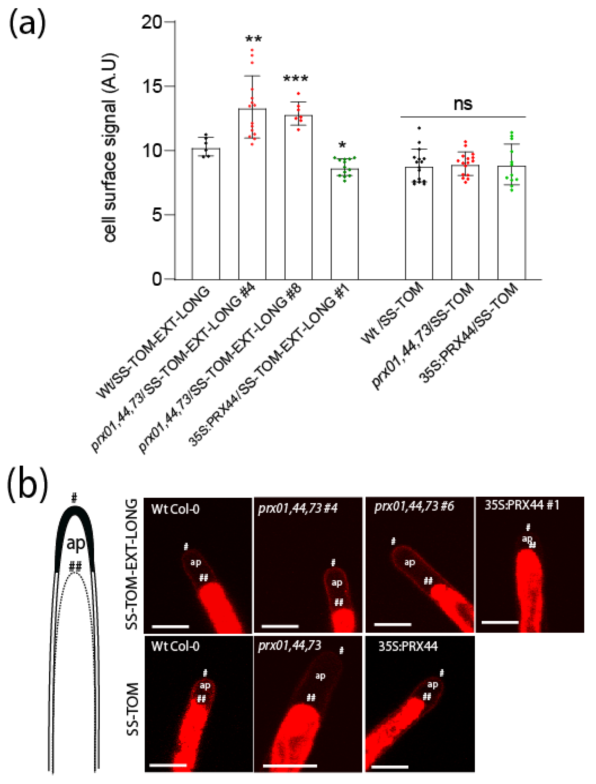 Ijms 23 05375 g004 550