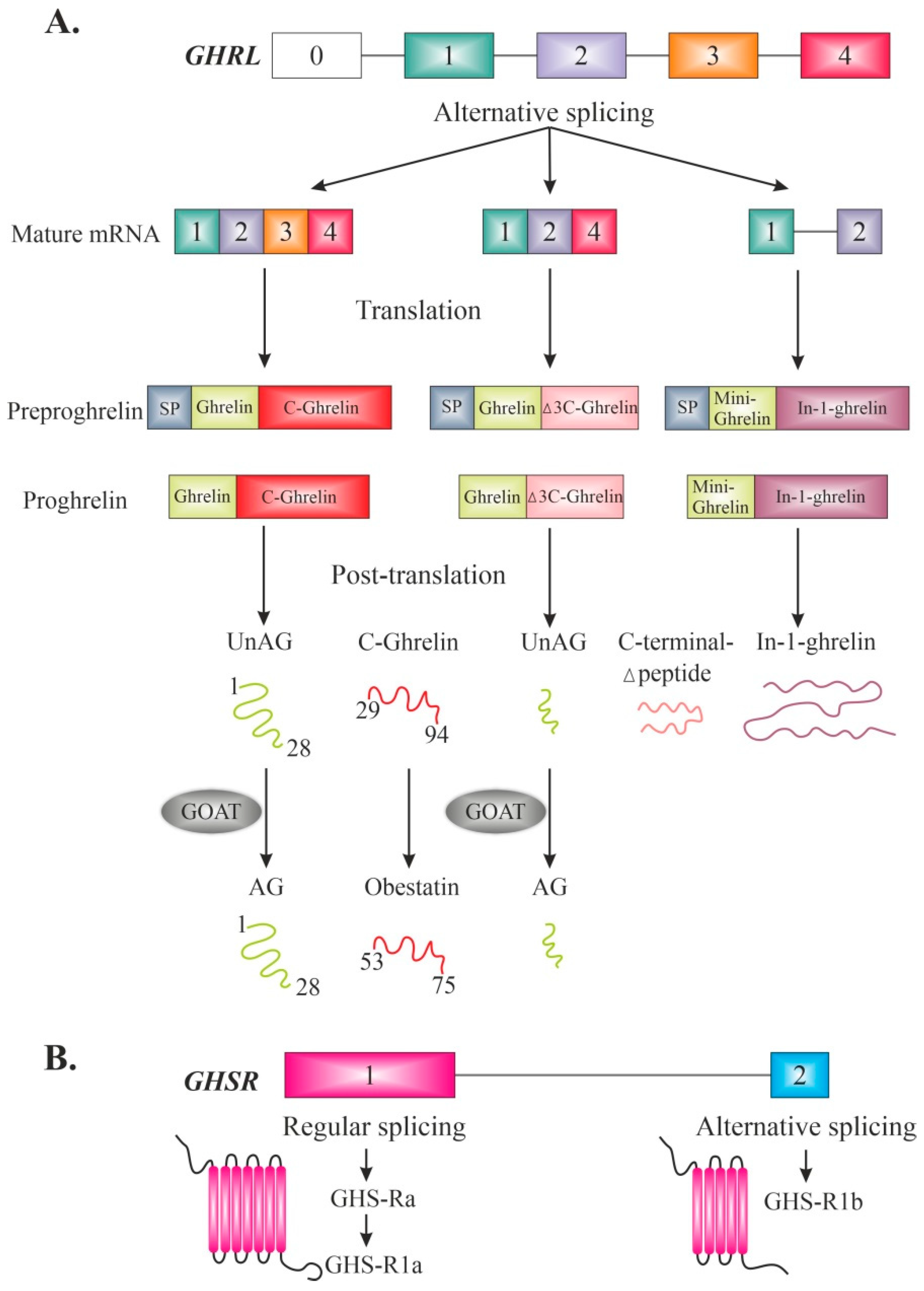 Ijms 23 05380 g001 Ijms 23 05380 g001