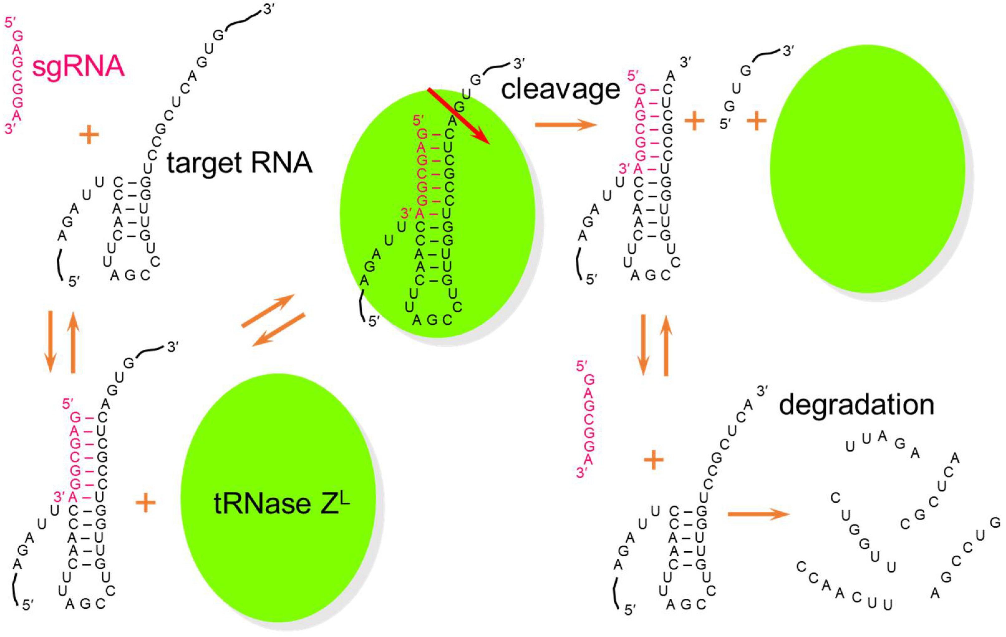 Ijms 23 05387 g002 Ijms 23 05387 g002