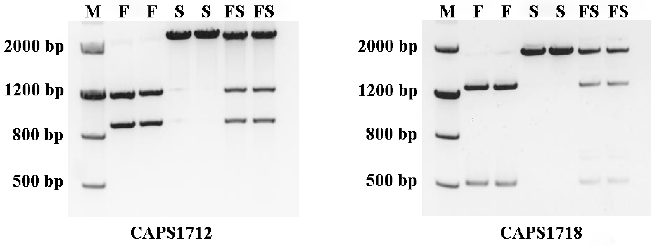 Ijms 23 05388 g005 550