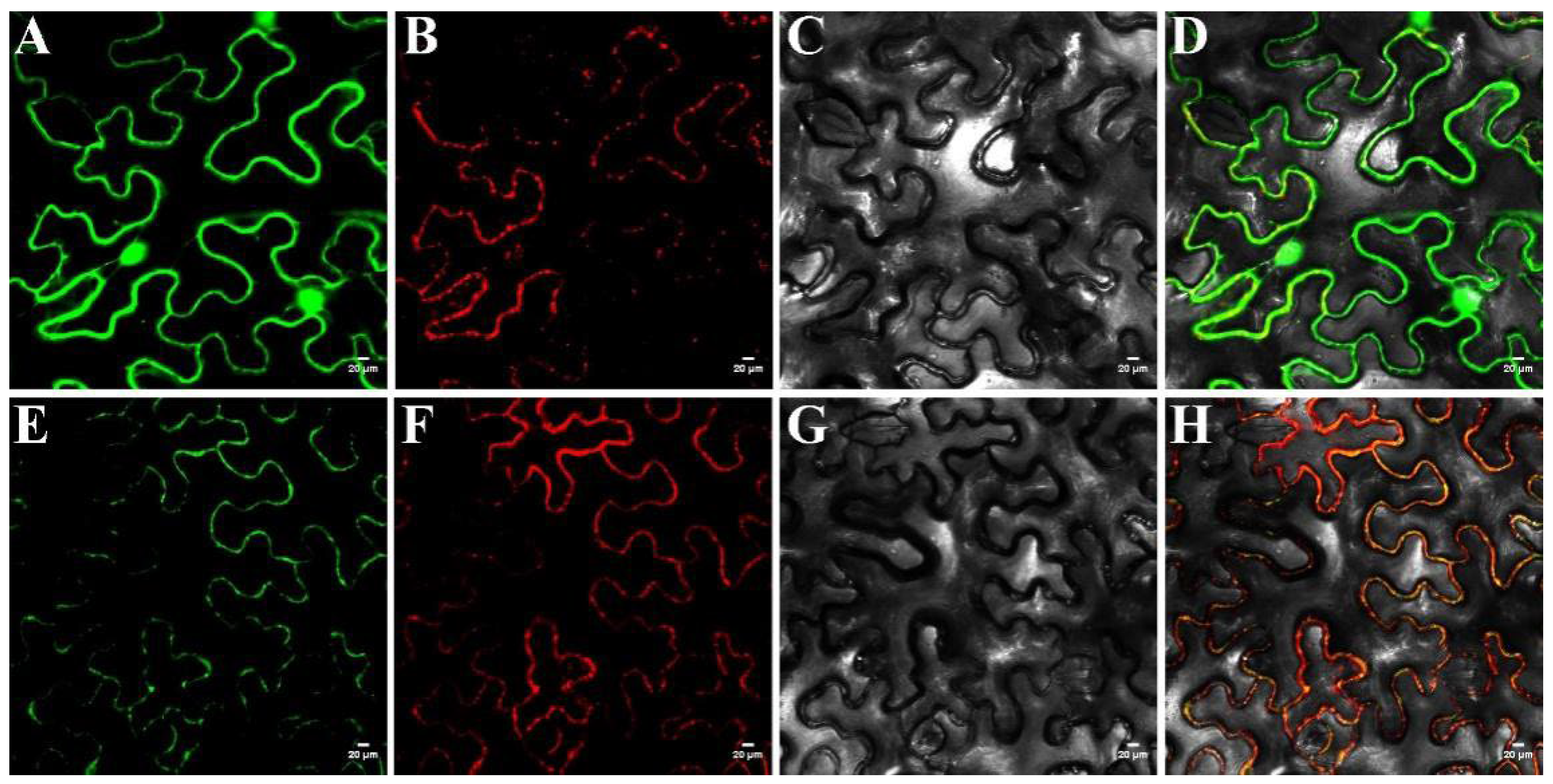 Ijms 23 05388 g007 550