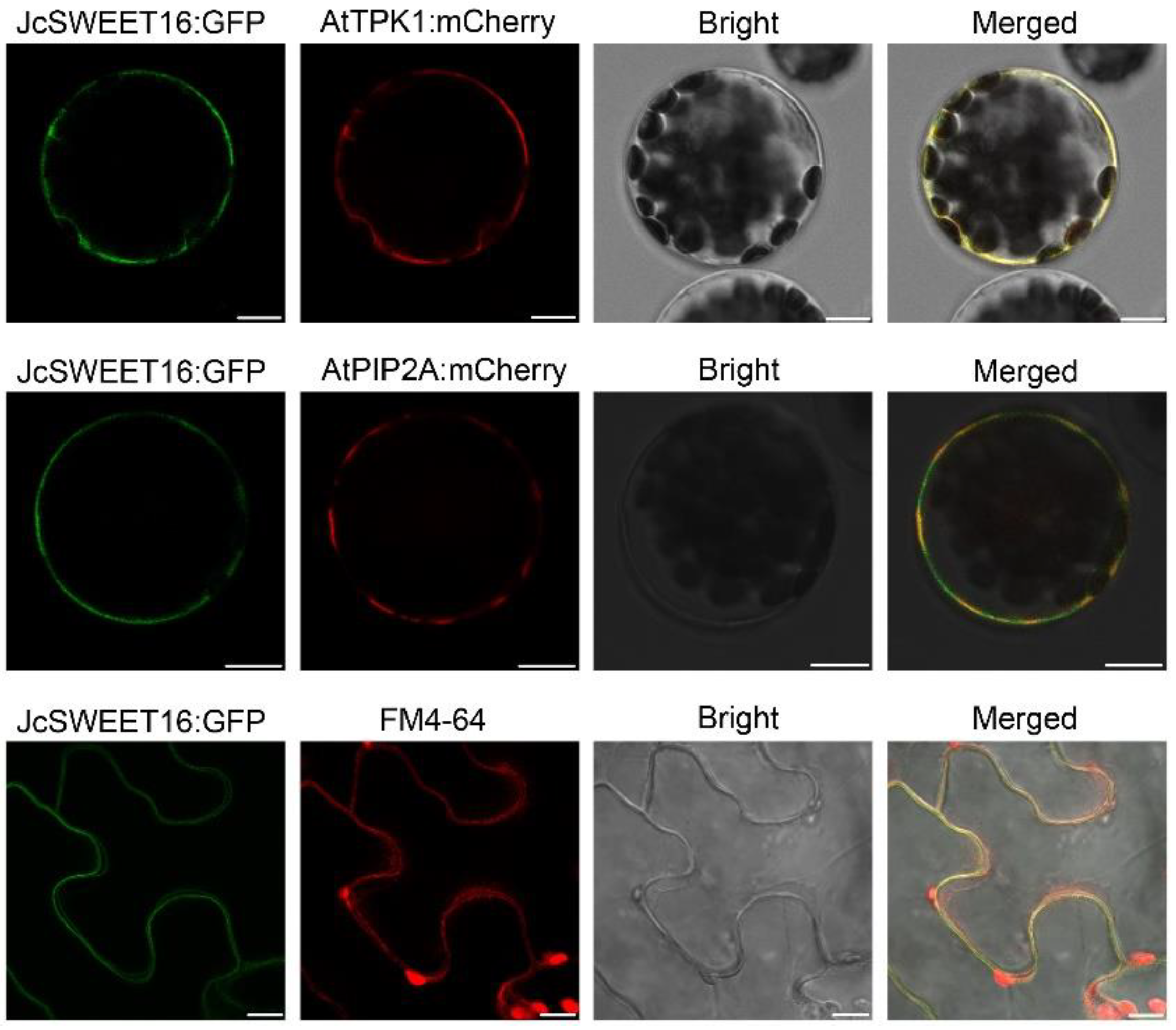 Ijms 23 05391 g007 550