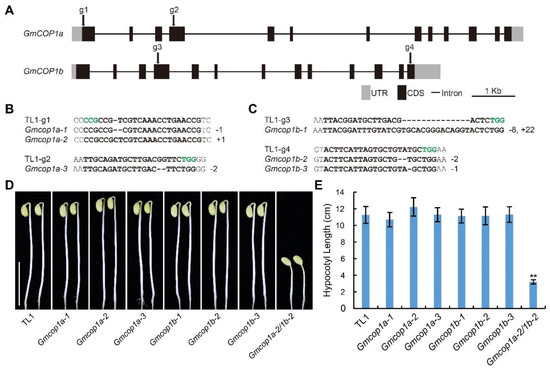 プレシジョン・メディシン Induced Mutation in GmCOP1b Enhances the Performance of