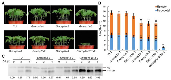 Induced Mutation in GmCOP1b Enhances the Performance of