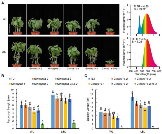 プレシジョン・メディシン Coacervate-Based Delivery Systems: Bridging Fundamentals and