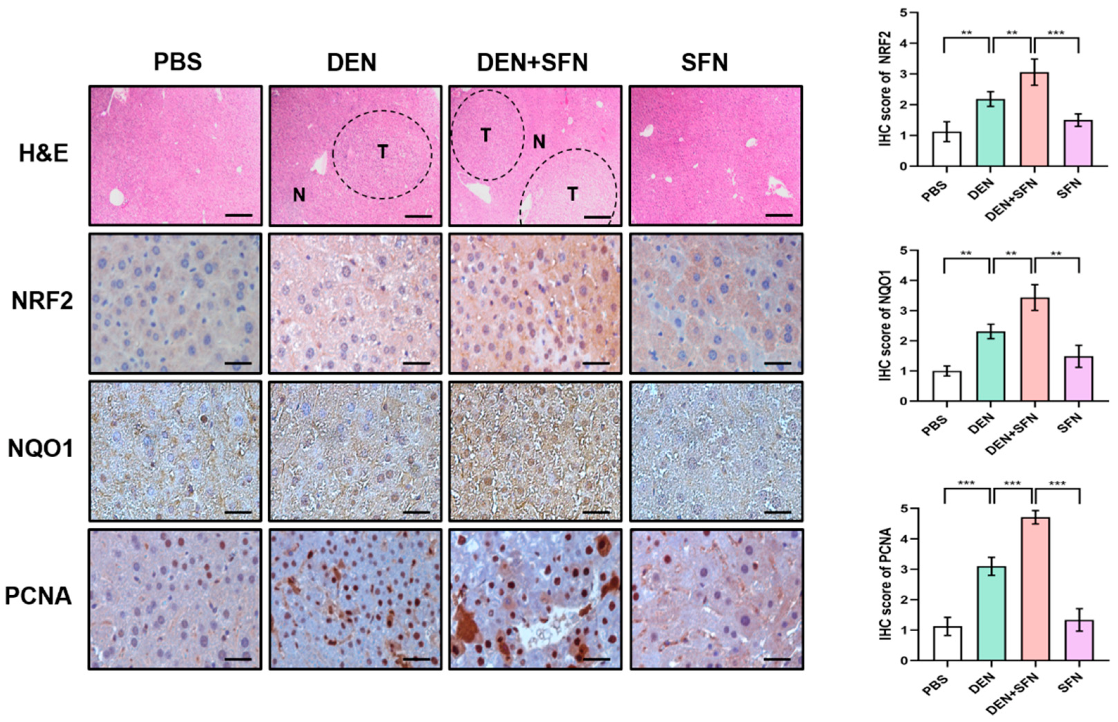 Ijms 23 05397 g004 Ijms 23 05397 g004