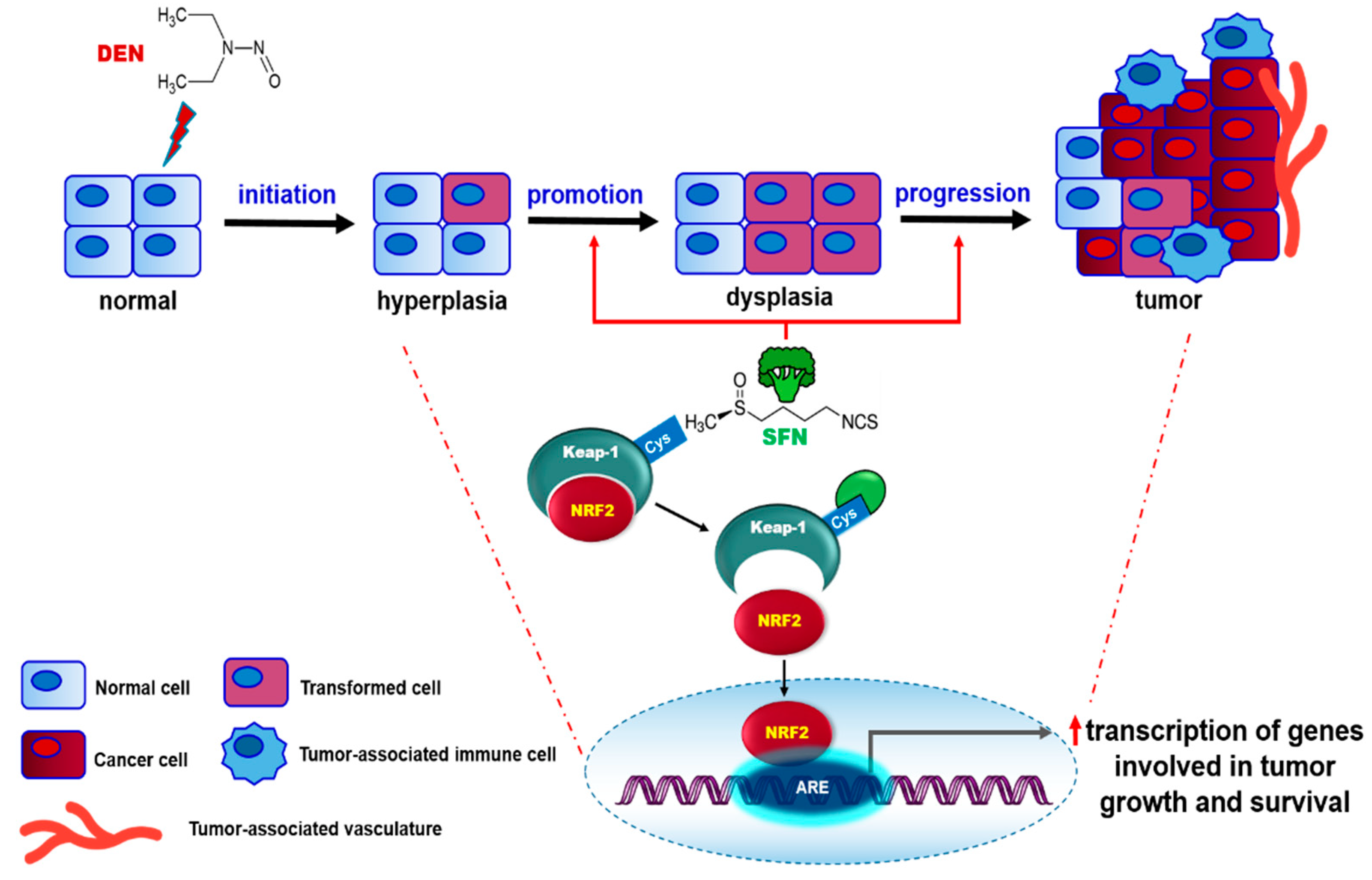 Ijms 23 05397 g007 Ijms 23 05397 g007