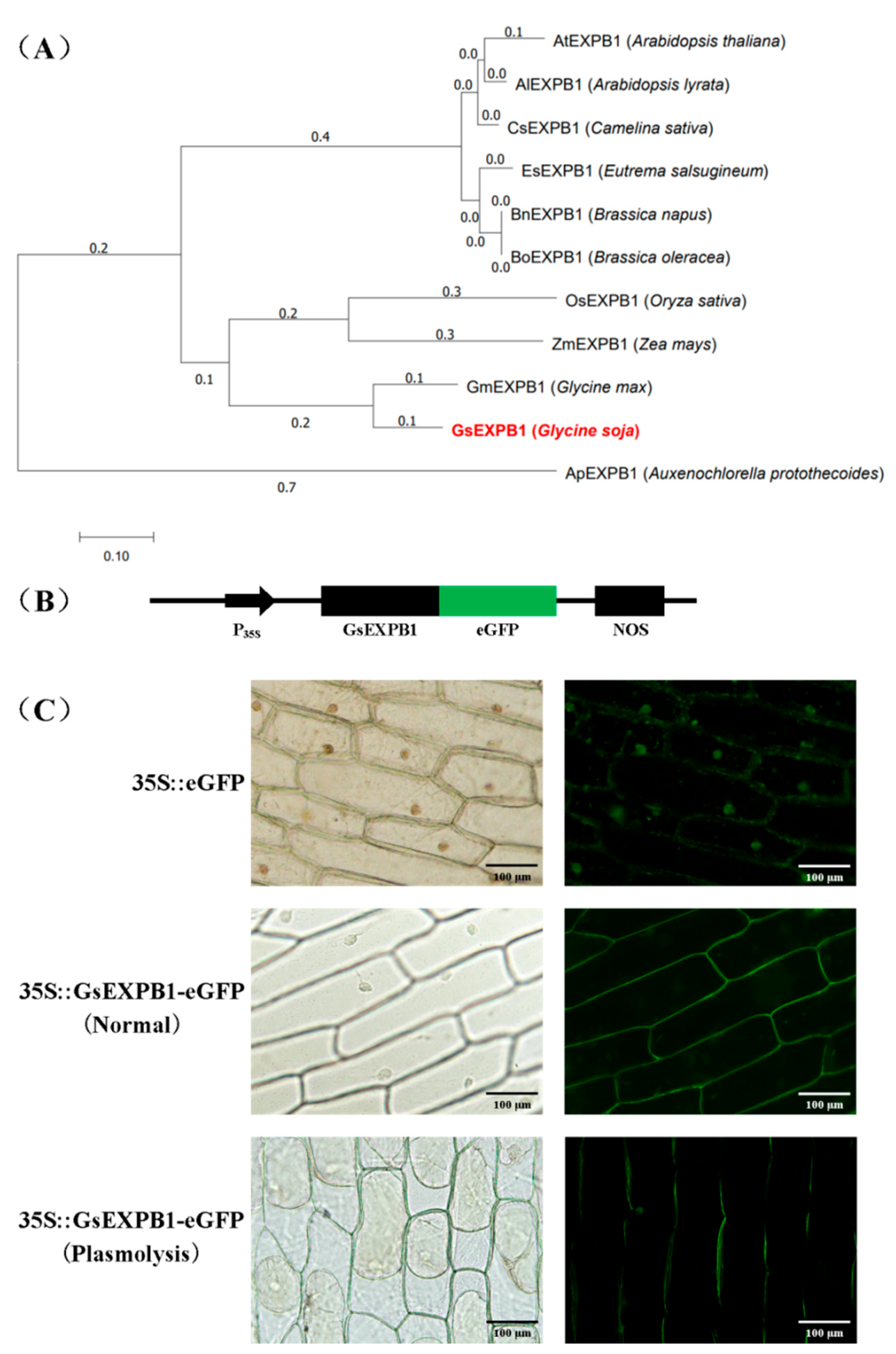 Ijms 23 05407 g009 Ijms 23 05407 g009