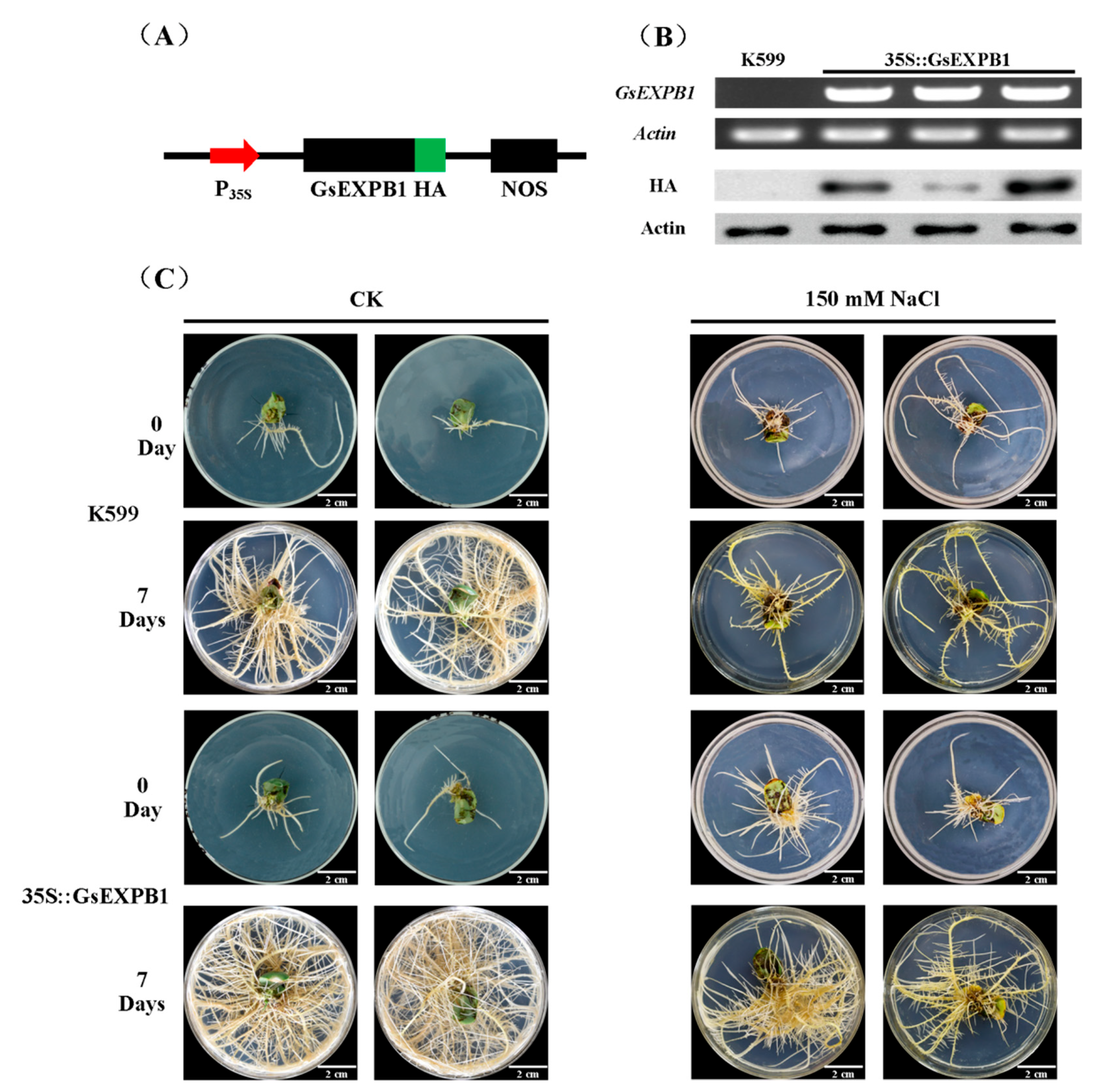 Ijms 23 05407 g010 Ijms 23 05407 g010