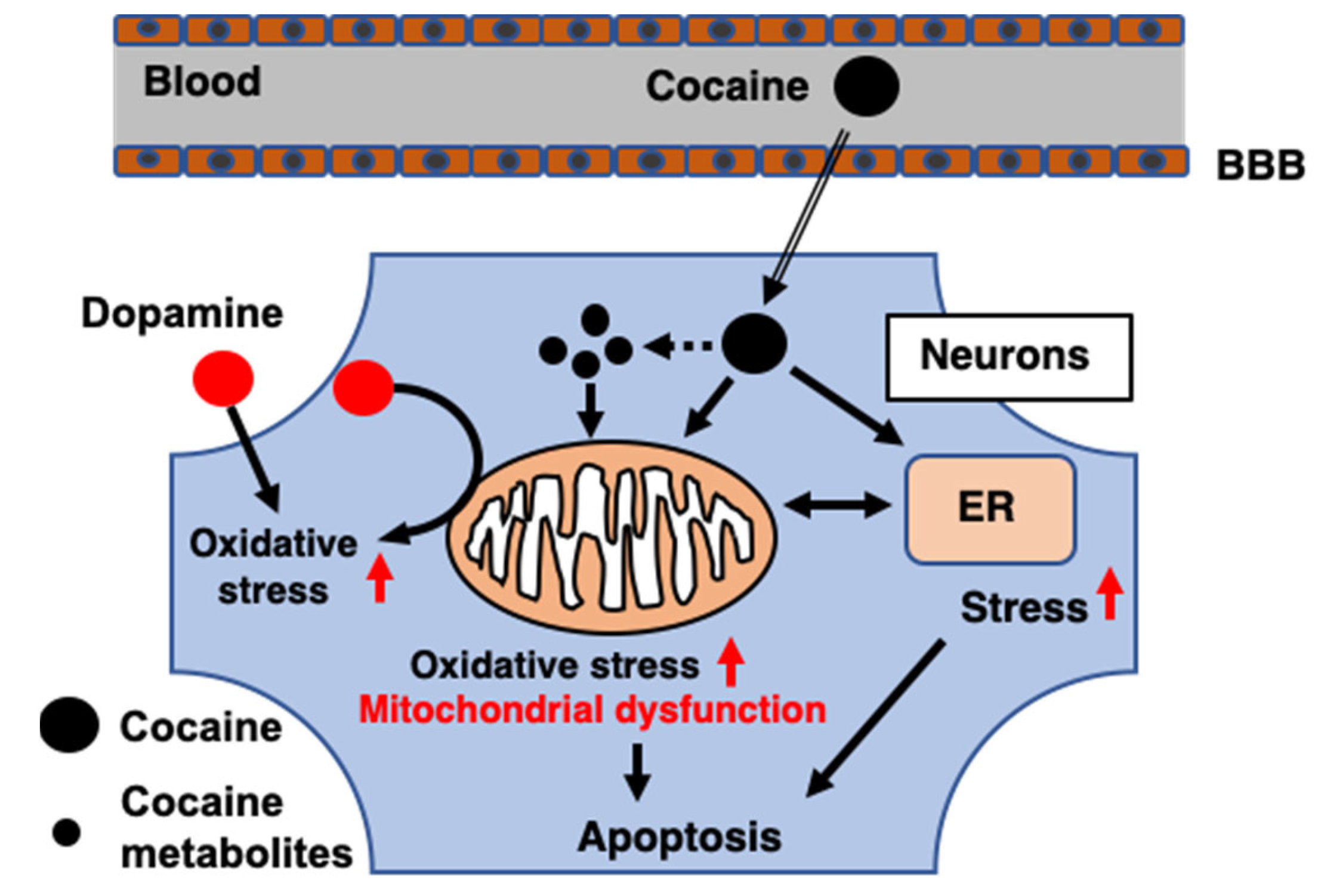 Ijms 23 05418 g002 Ijms 23 05418 g002