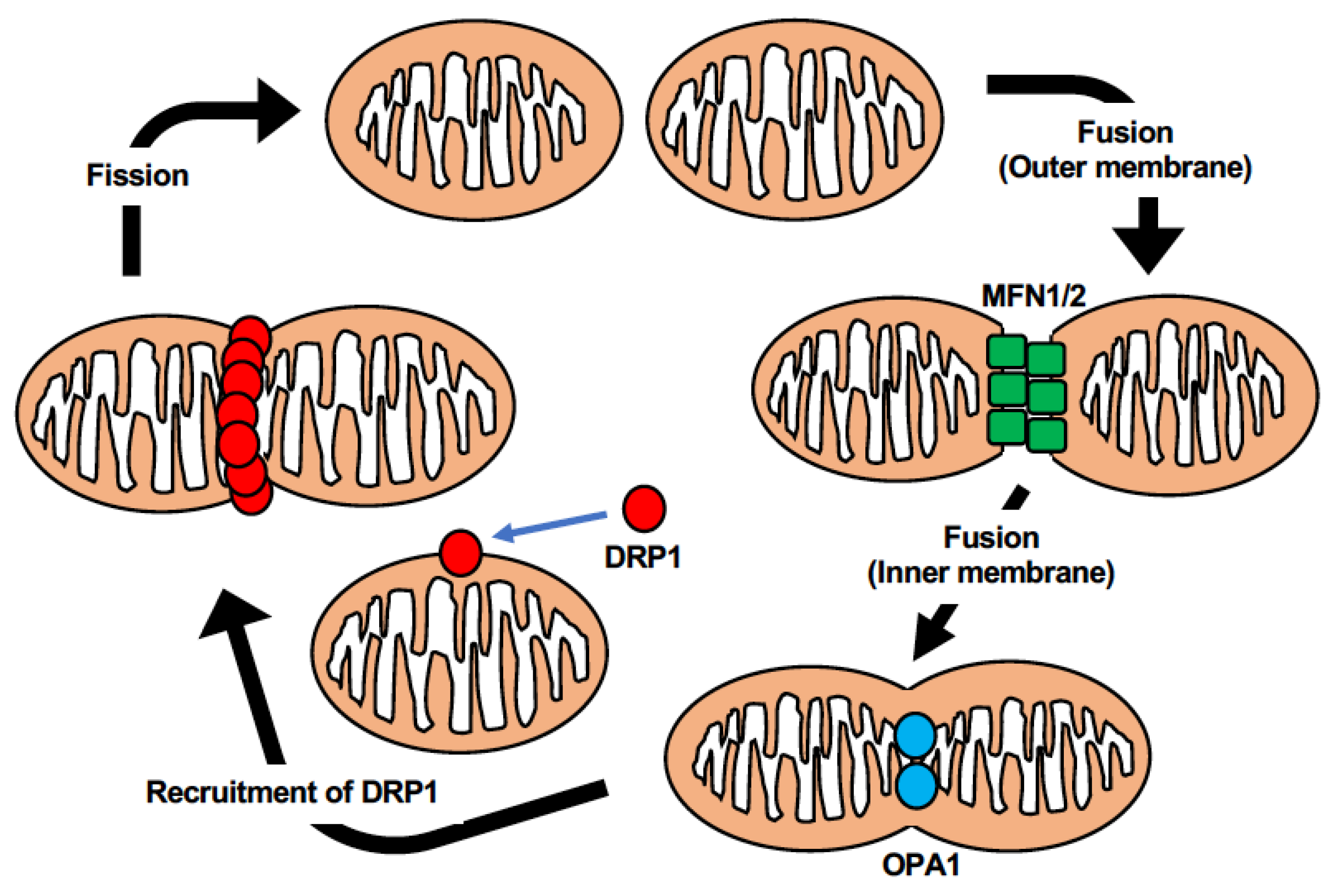 Ijms 23 05418 g003 Ijms 23 05418 g003