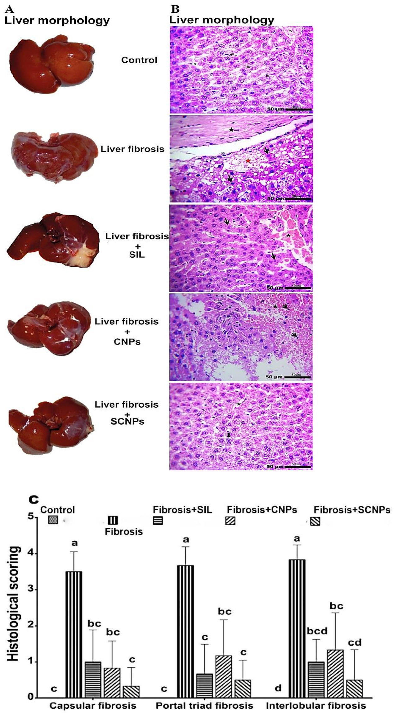 Ijms 23 05420 g010 550