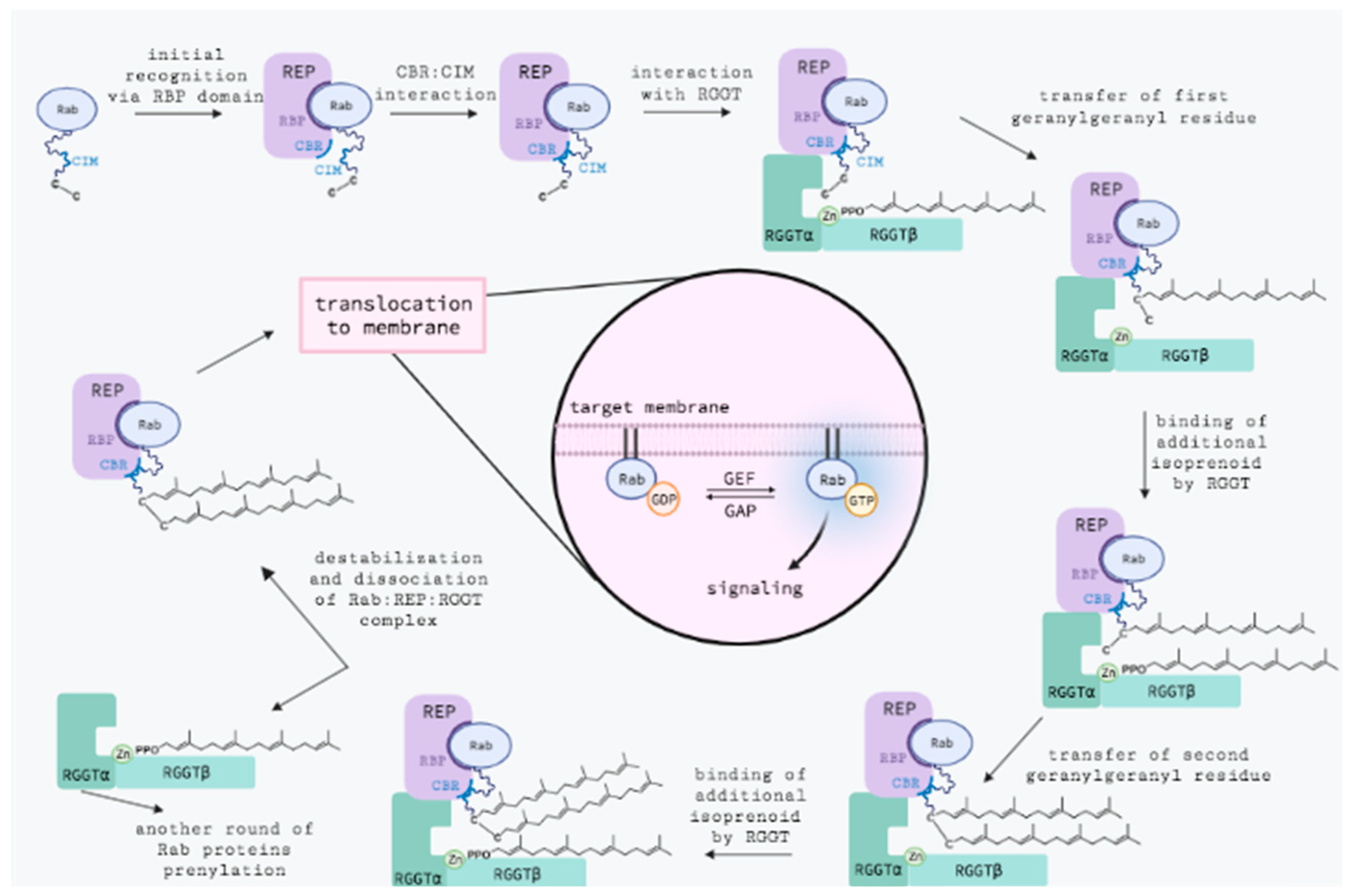 Ijms 23 05424 g007 550