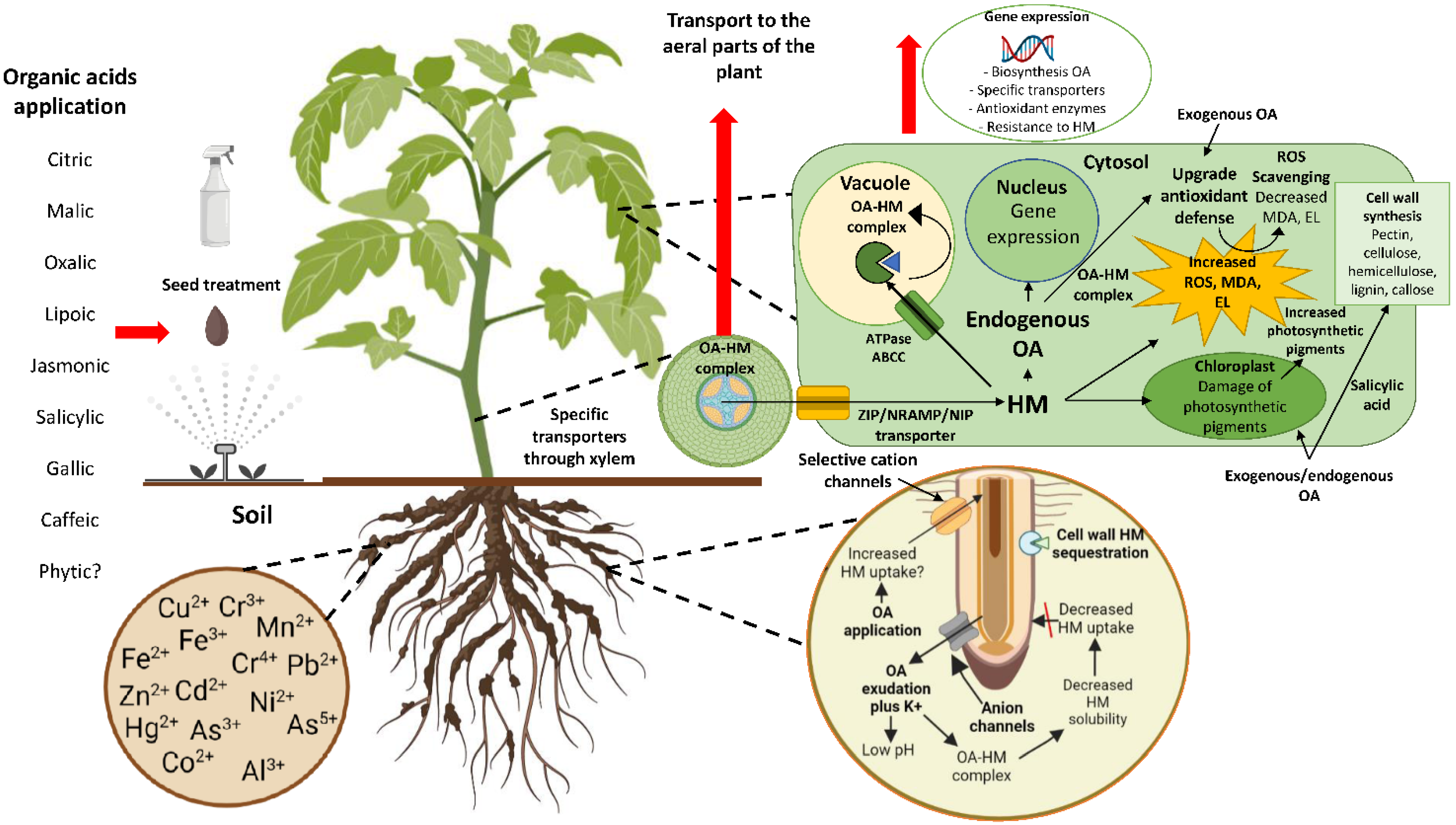 Carbon vegetal para que sirve