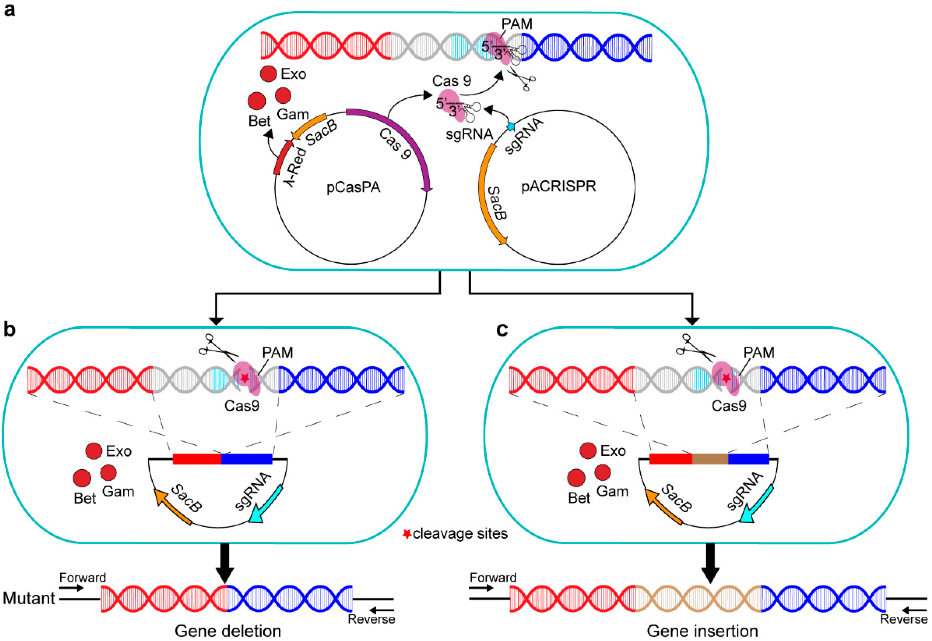 Ijms 23 05443 g001 550