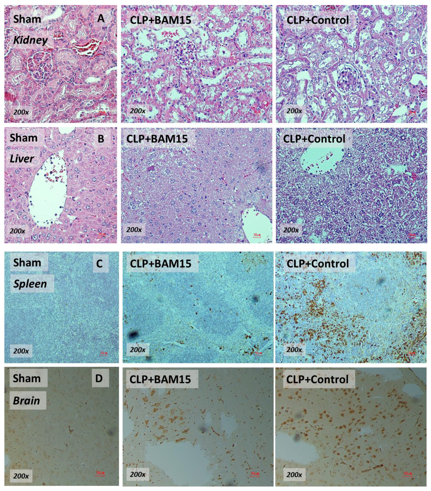 Ijms 23 05445 g002 Ijms 23 05445 g002