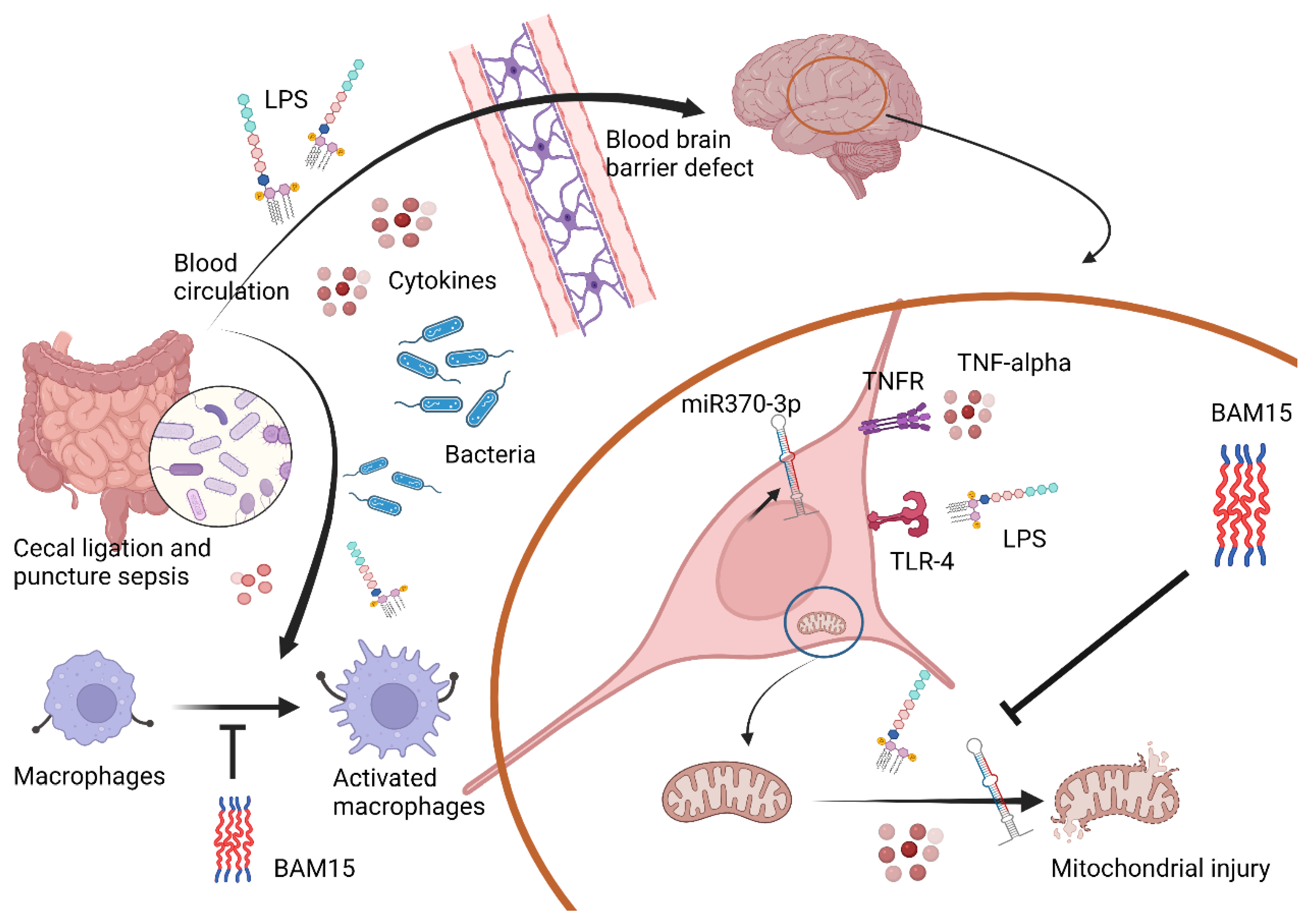 Ijms 23 05445 g010 Ijms 23 05445 g010