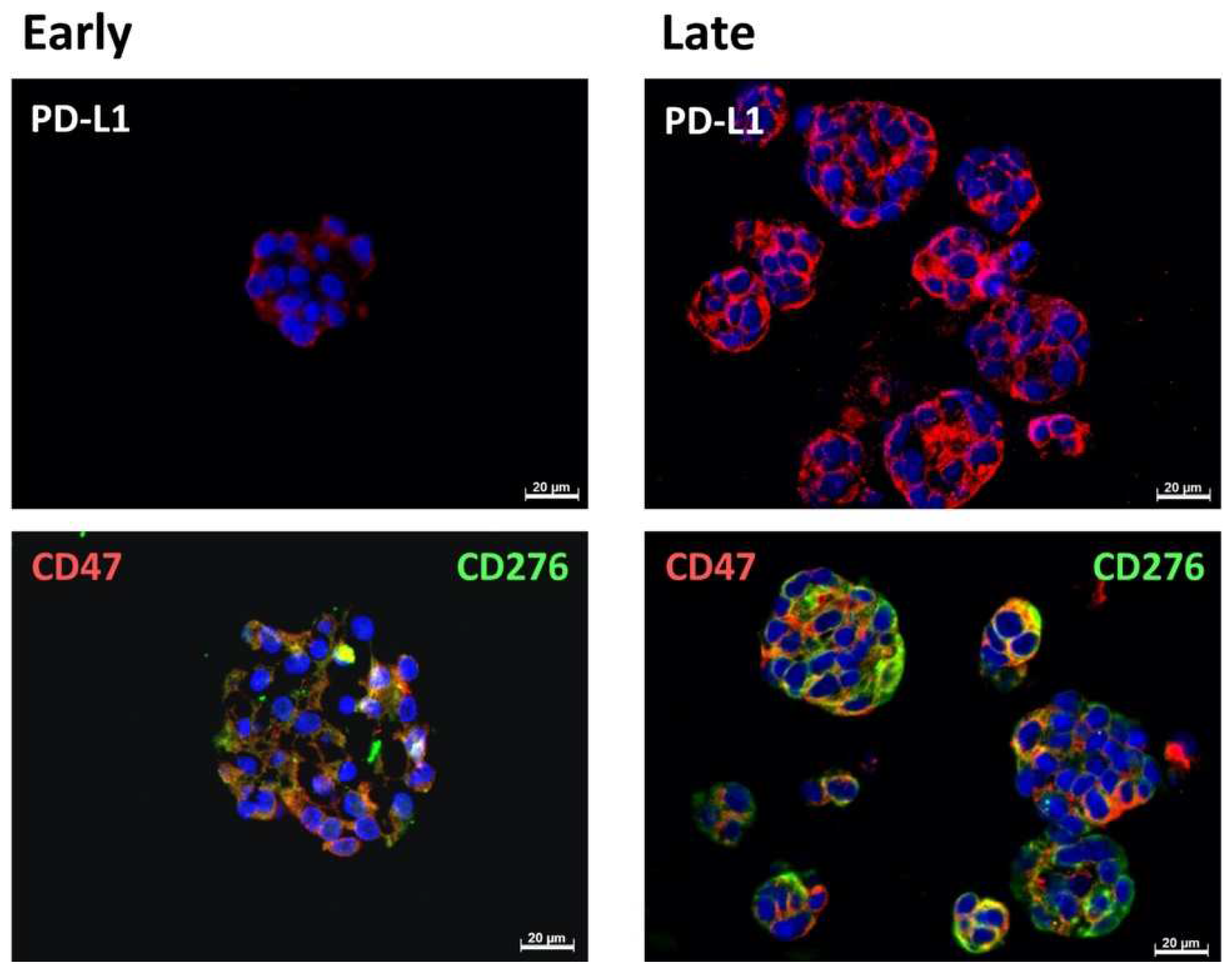 Ijms 23 05453 g004 550