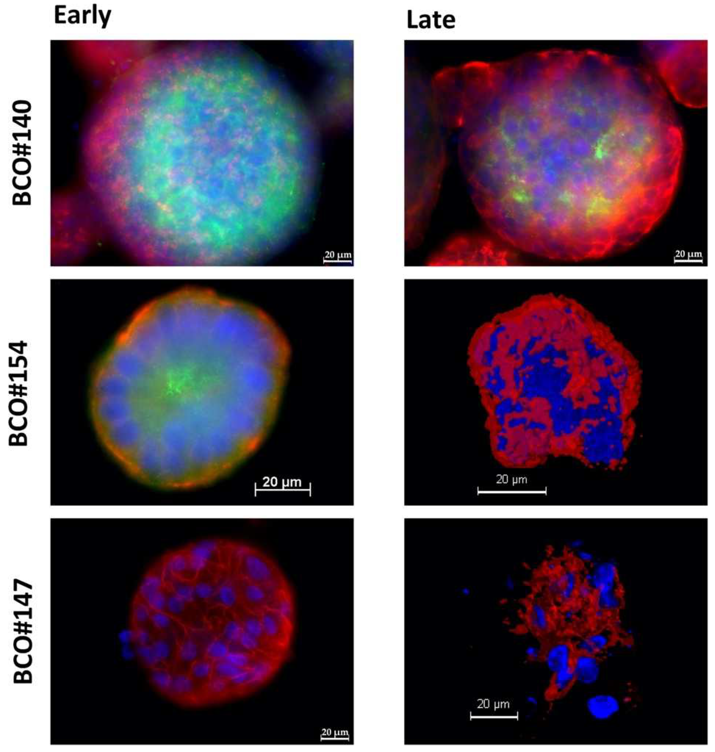 Ijms 23 05453 g007 550