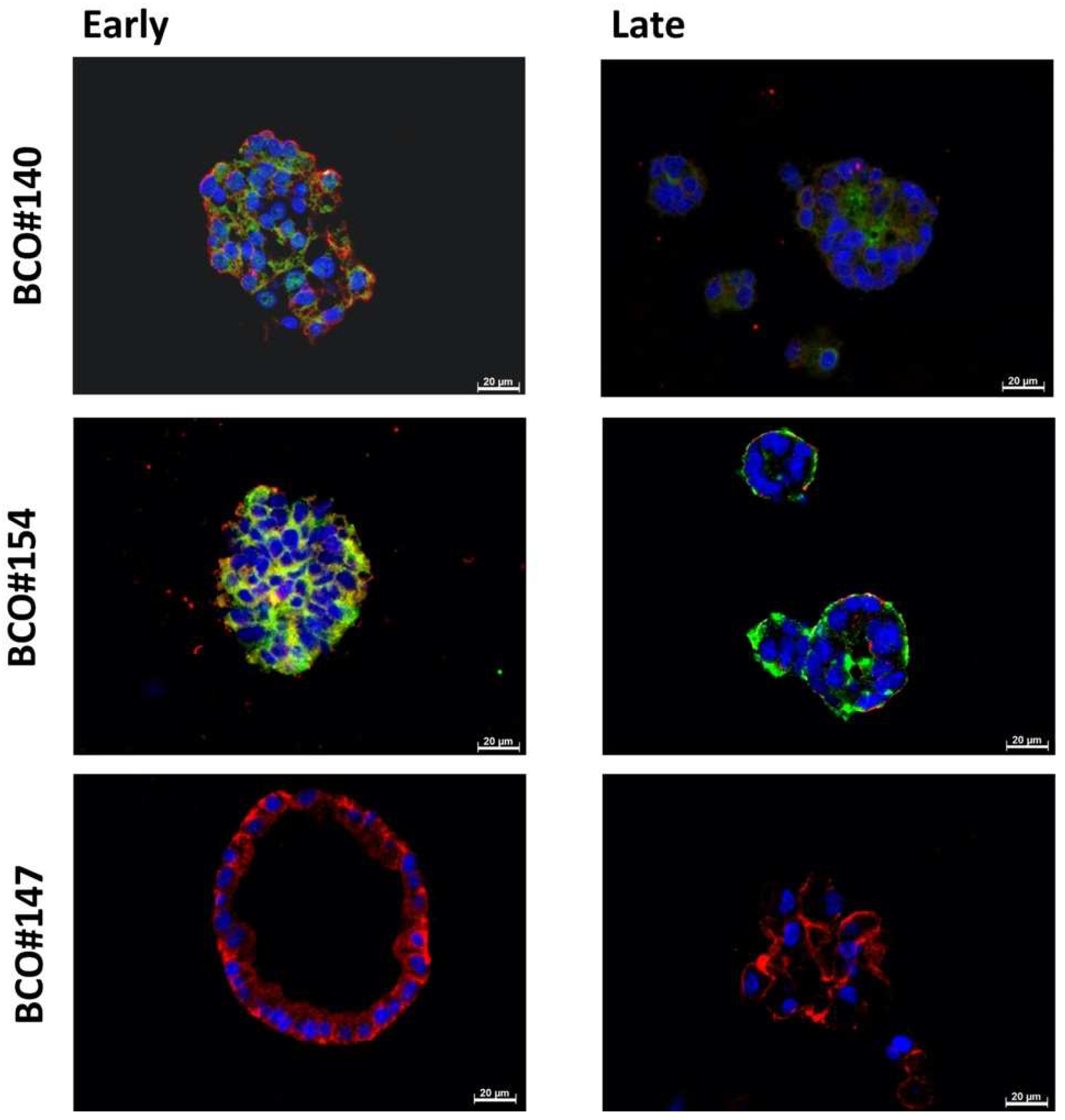 Ijms 23 05453 g008 550