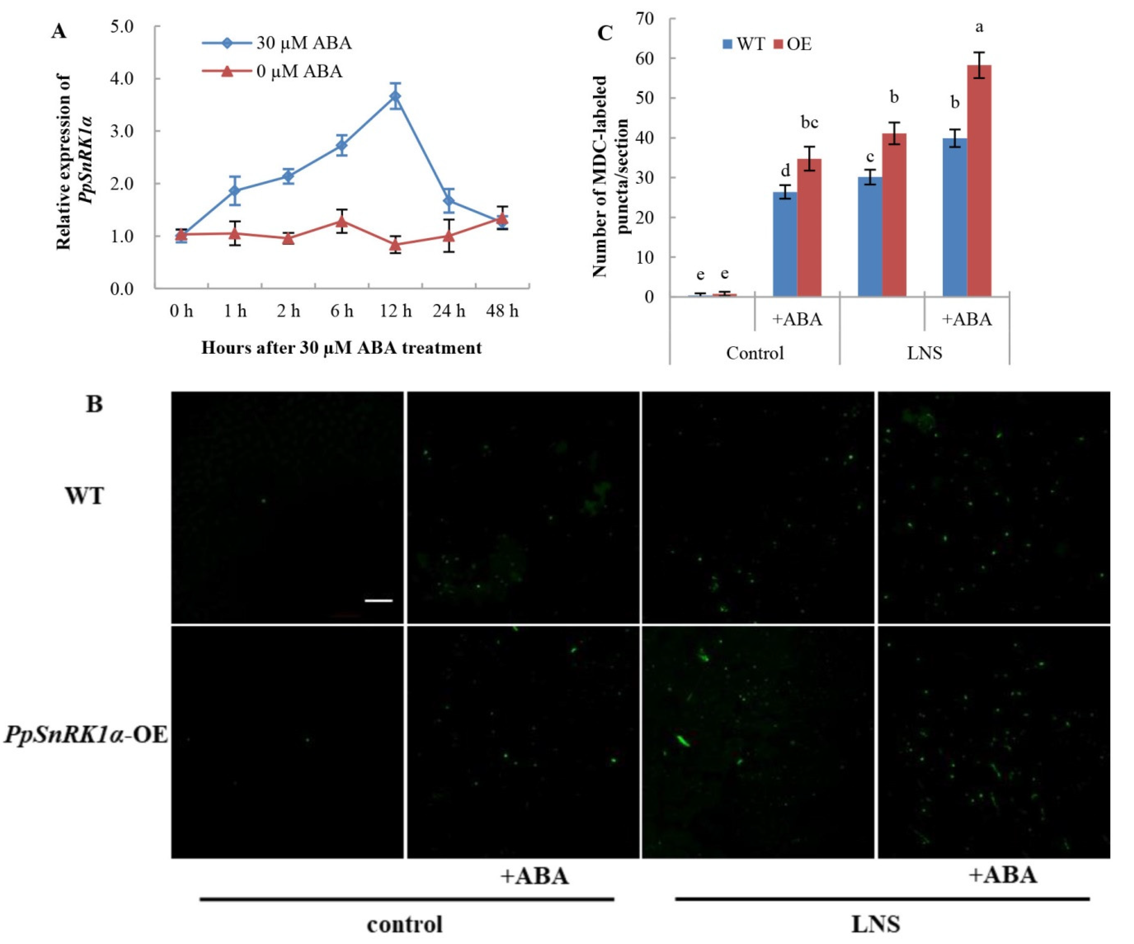 Ijms 23 05464 g007 550