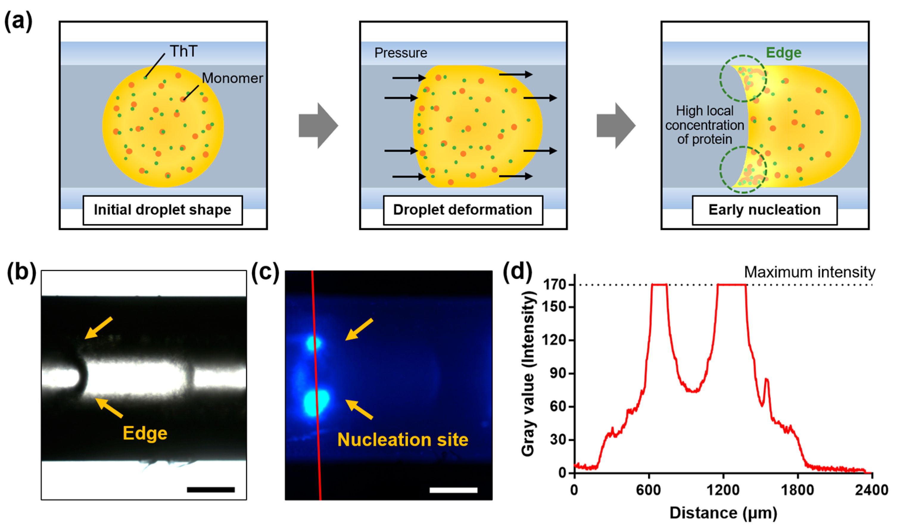 Ijms 23 05480 g004 550