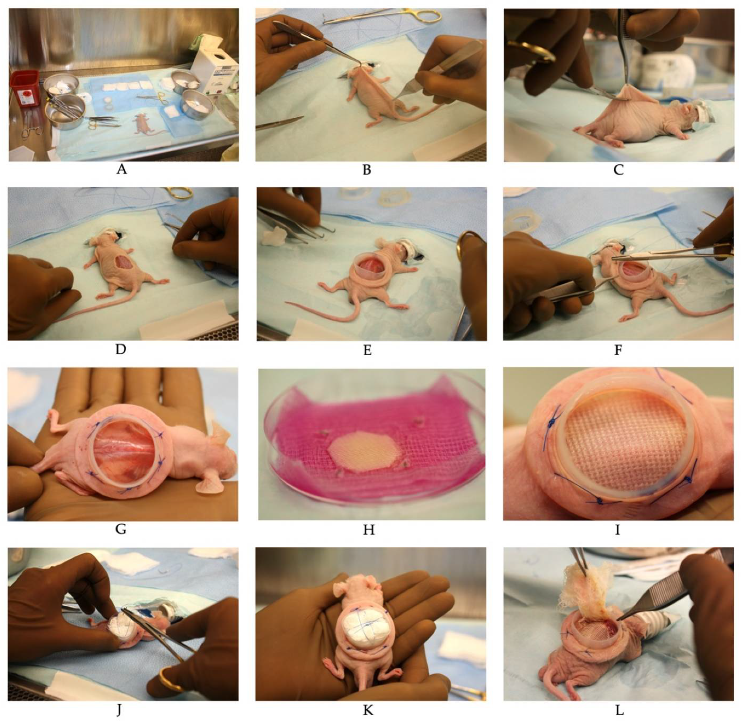 Ijms 23 05507 g007 Ijms 23 05507 g007