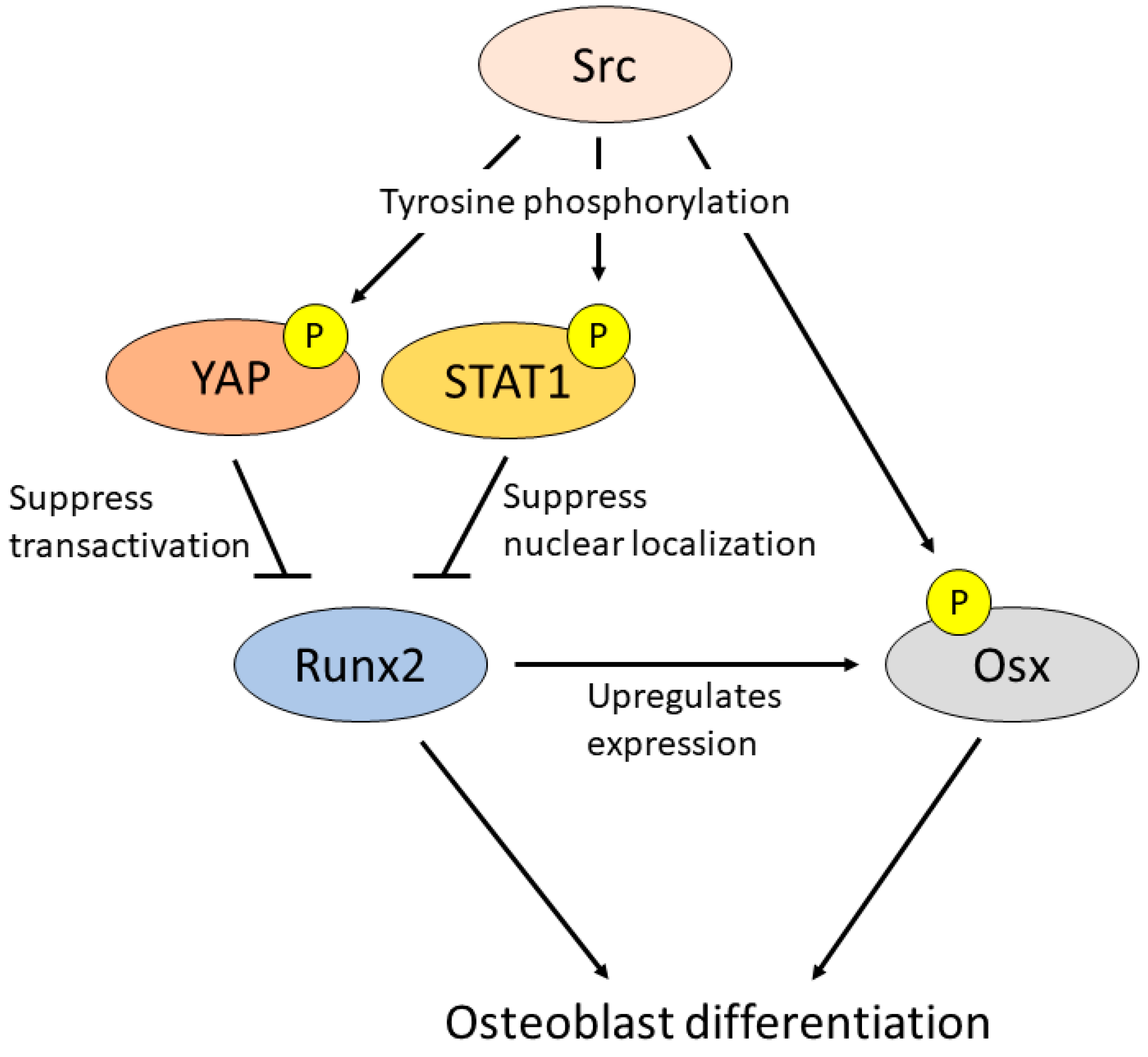 Ijms 23 05508 g003 Ijms 23 05508 g003