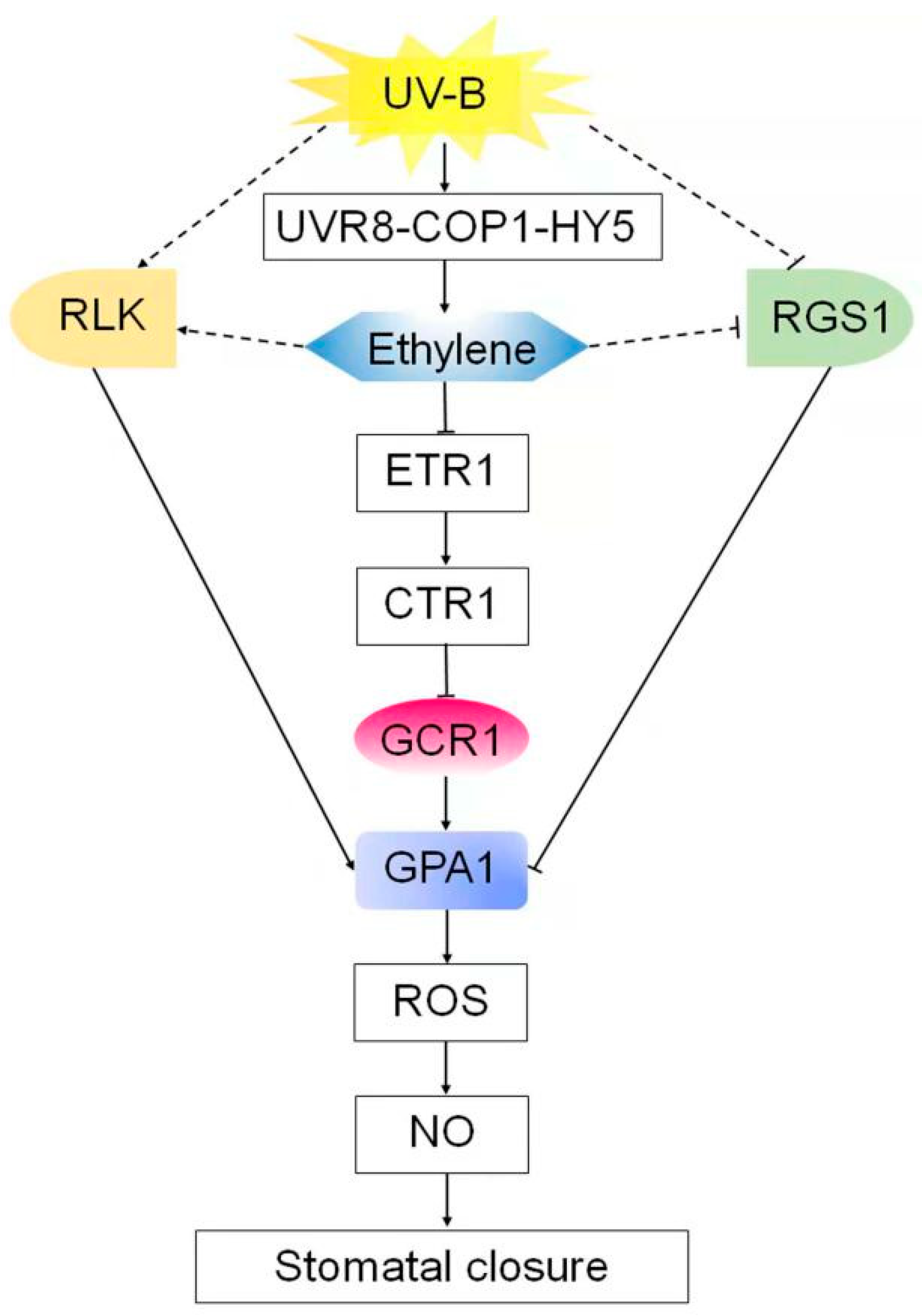 Ijms 23 05512 g008 550