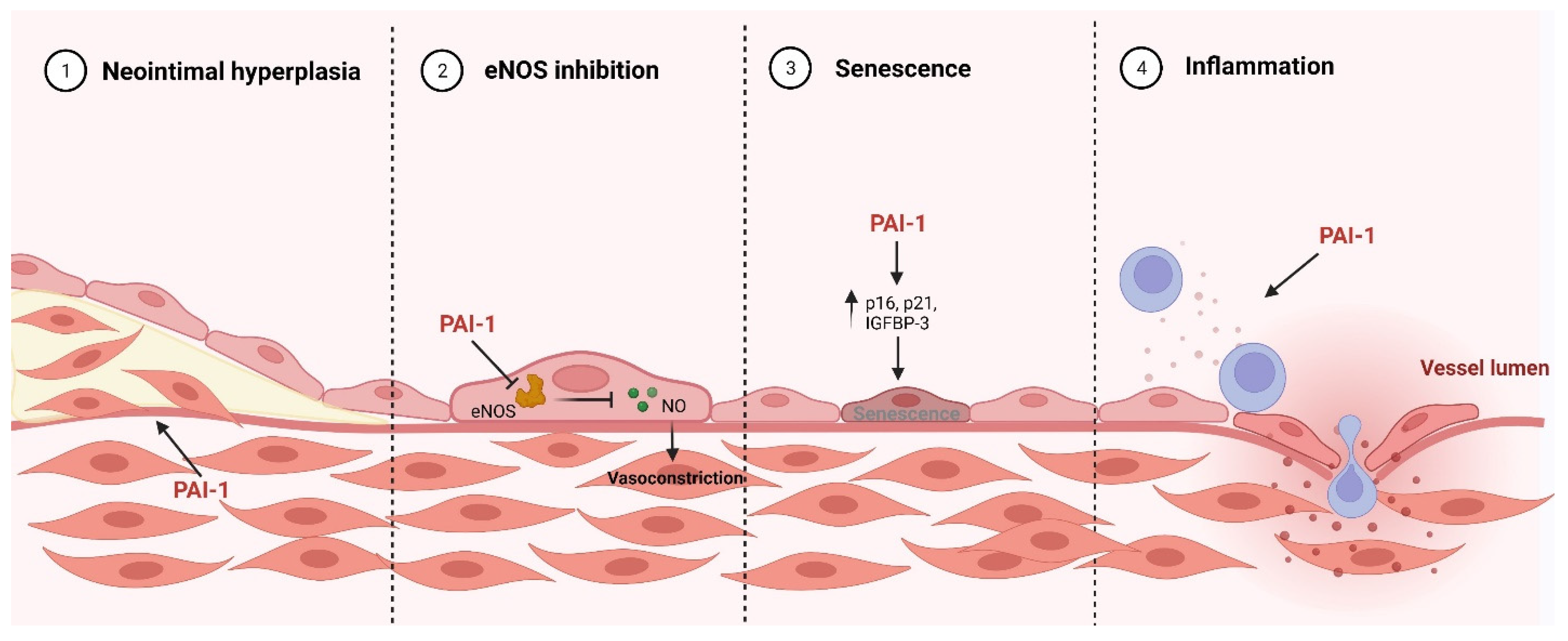 Ijms 23 05516 g002 Ijms 23 05516 g002