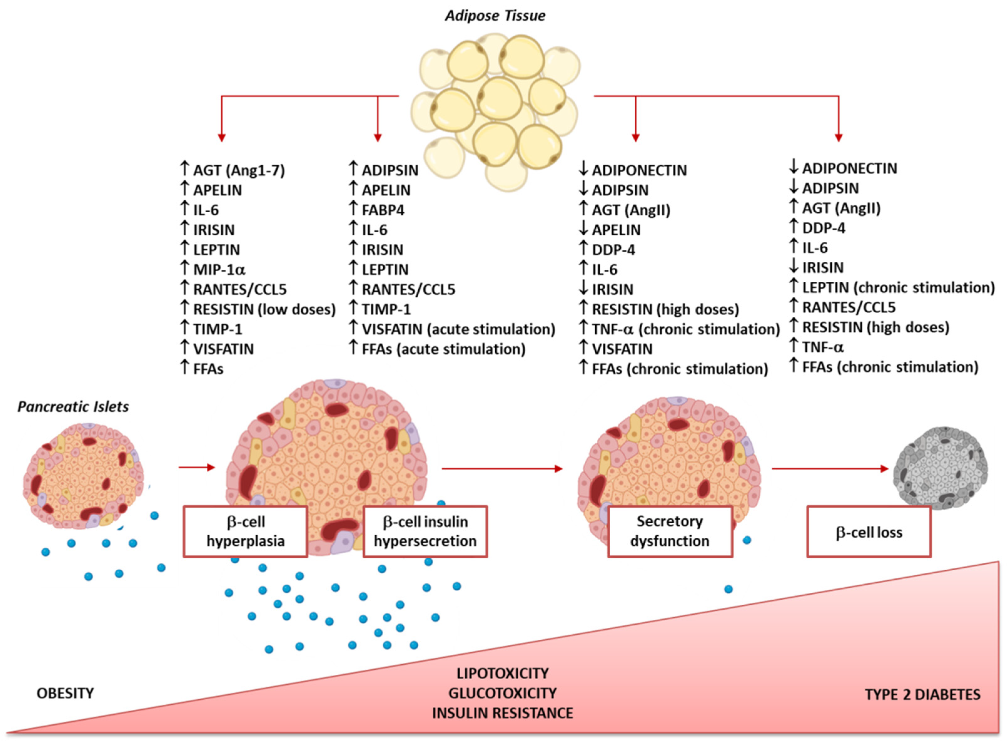 IJMS Free Full-Text Adipose Tissue Secretion Pattern Influences andbeta;-Cell Wellness in the Transition from Obesity to Type 2 Diabetes