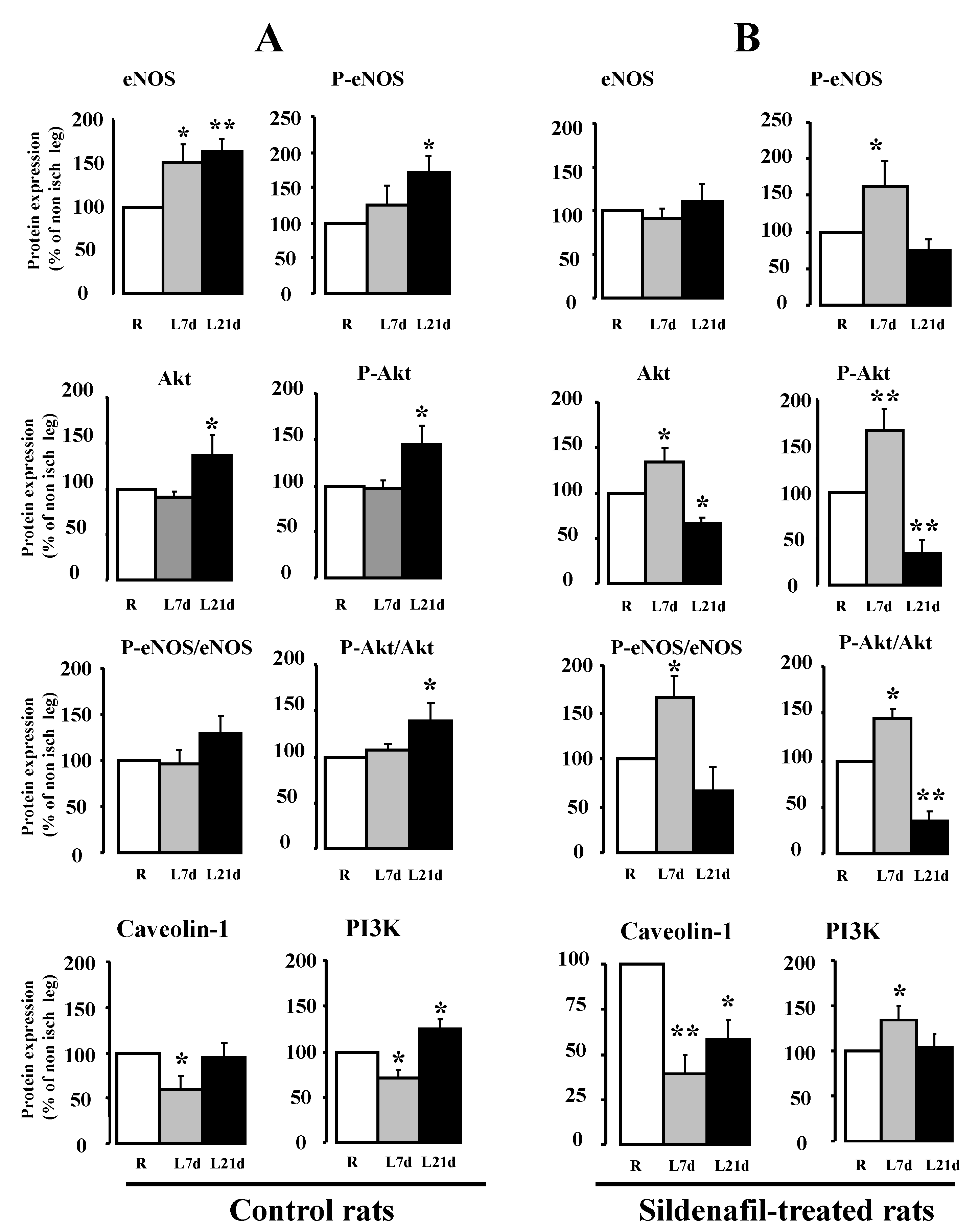 Ijms Free Full Text Sildenafil Induced Revascularization Of Rat Hindlimb Involves Arteriogenesis Through Pi3k Akt And Enos Activation Html