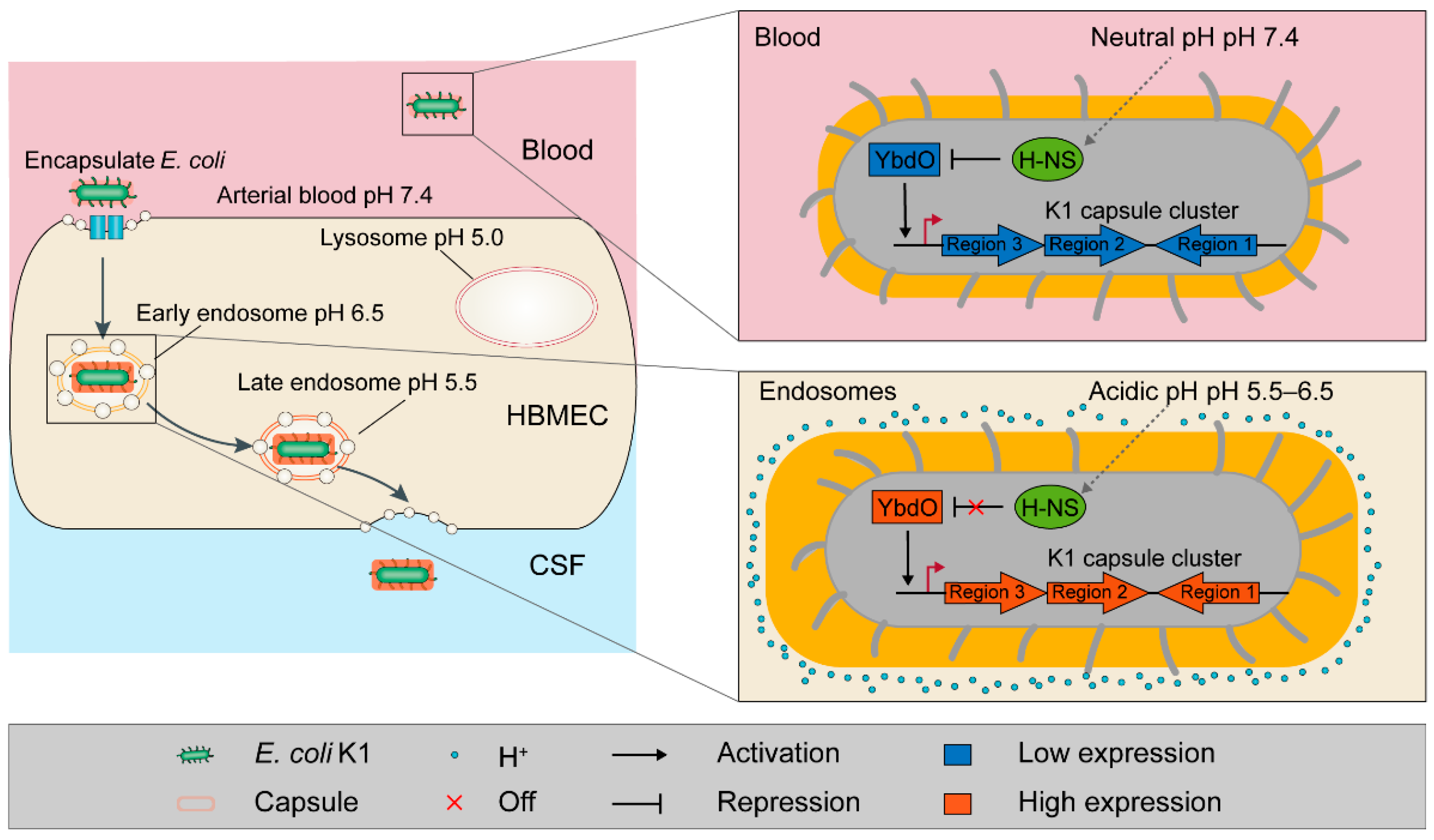 Ijms 23 05543 g008 Ijms 23 05543 g008