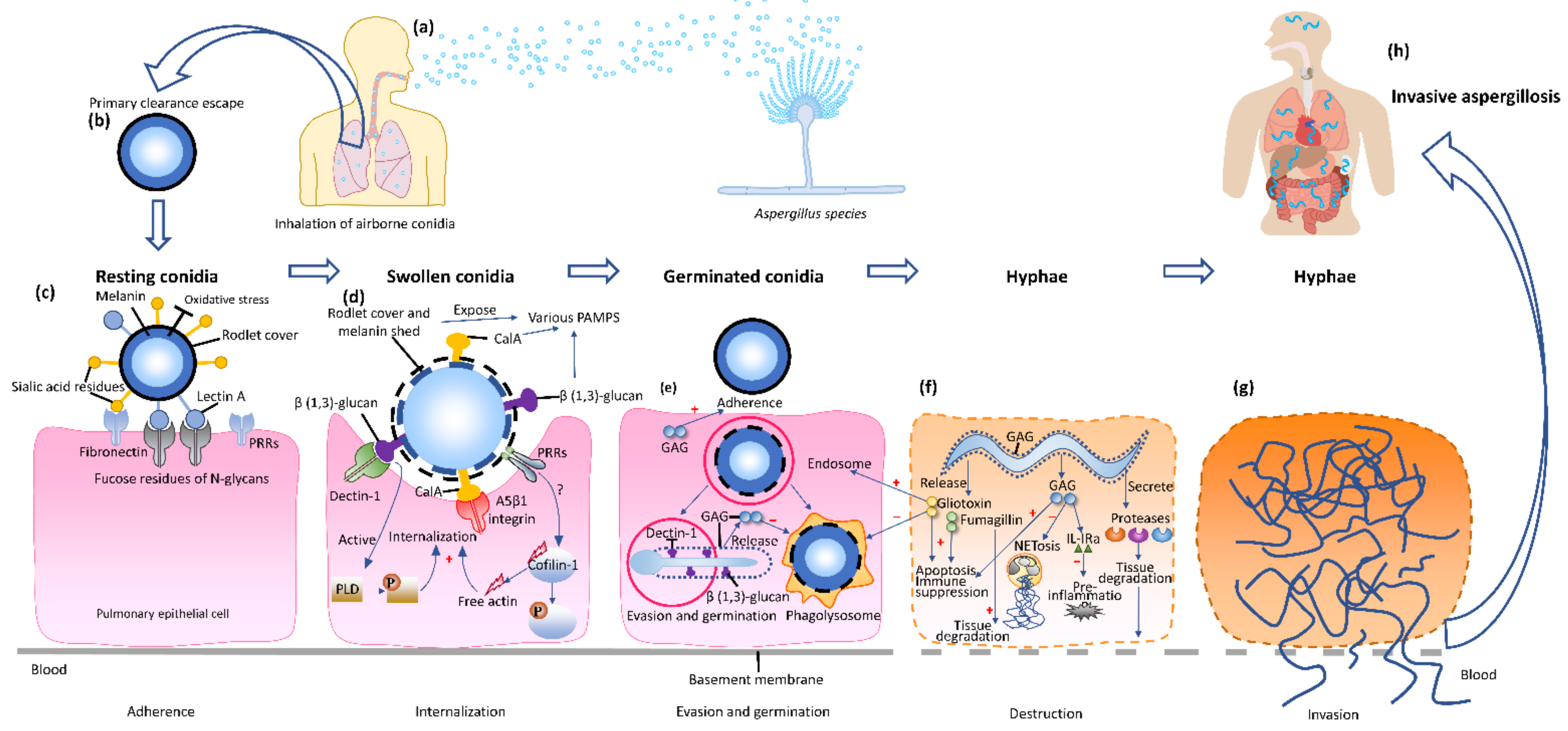 Ijms 23 05563 g001 Ijms 23 05563 g001