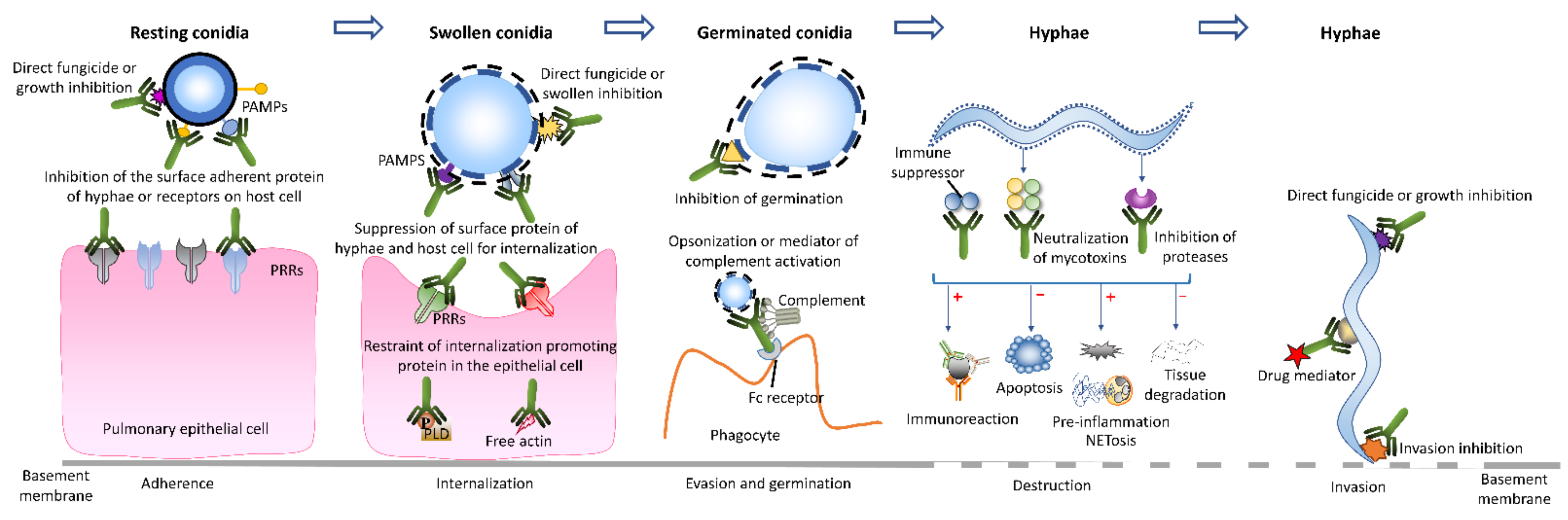 Ijms 23 05563 g002 Ijms 23 05563 g002