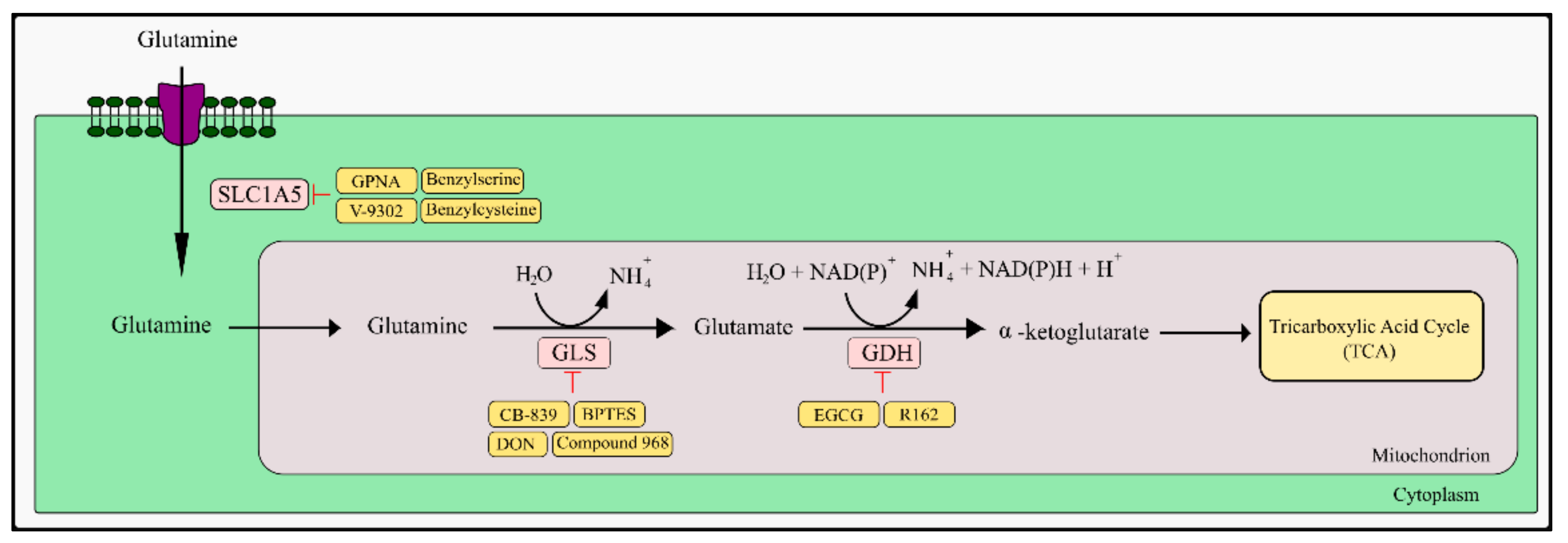 Ijms 23 05572 g002 Ijms 23 05572 g002