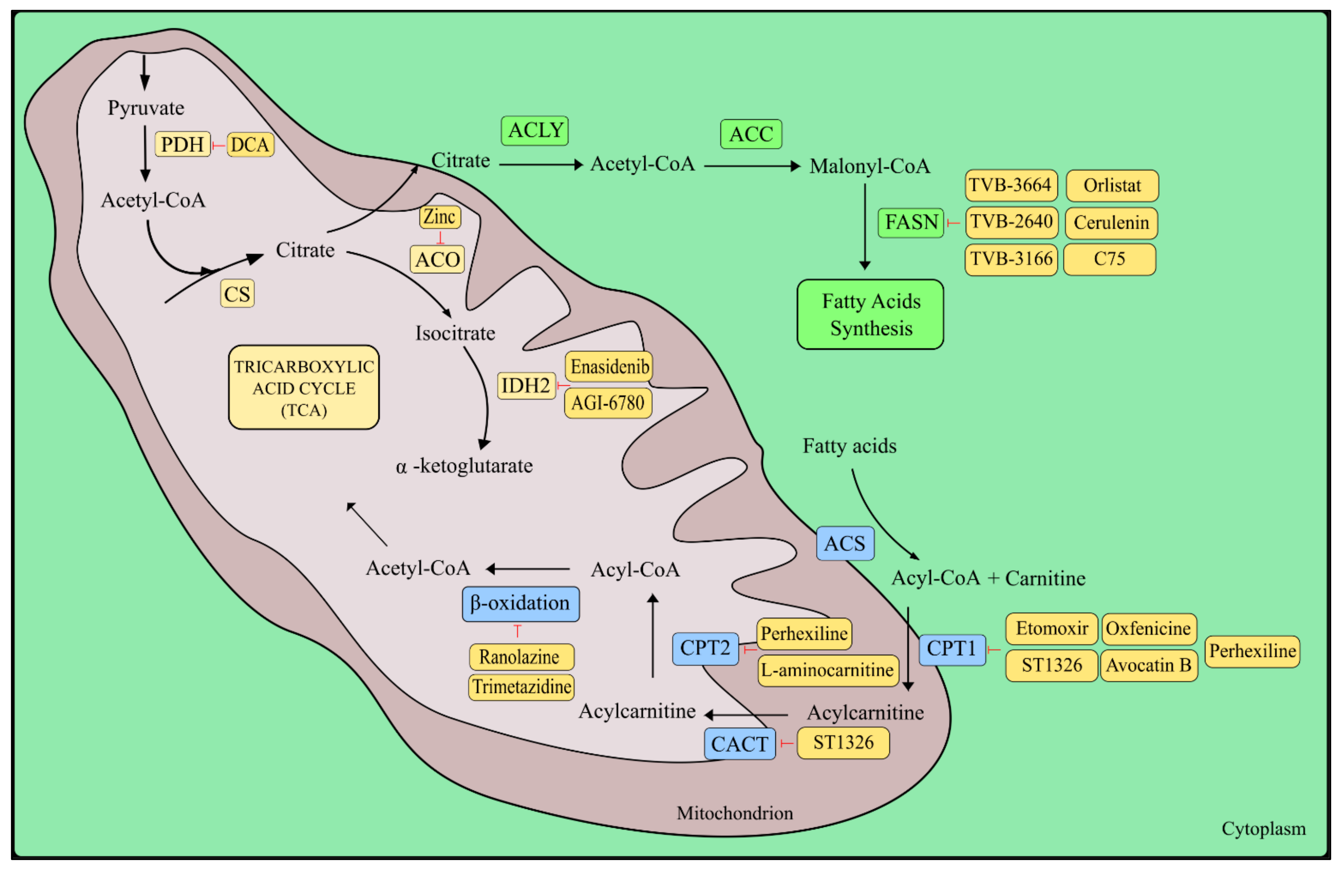 Ijms 23 05572 g003 Ijms 23 05572 g003